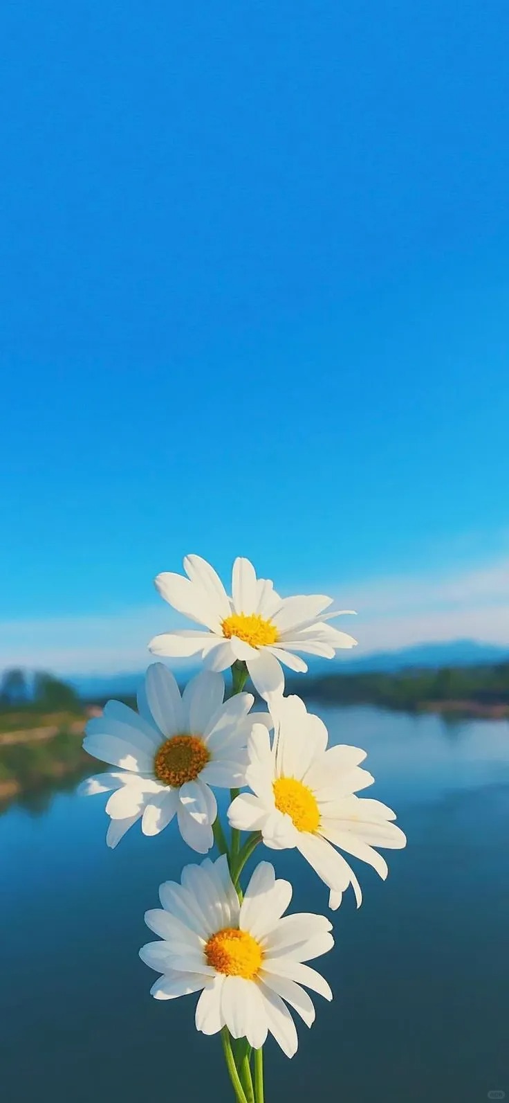 Flower 3d