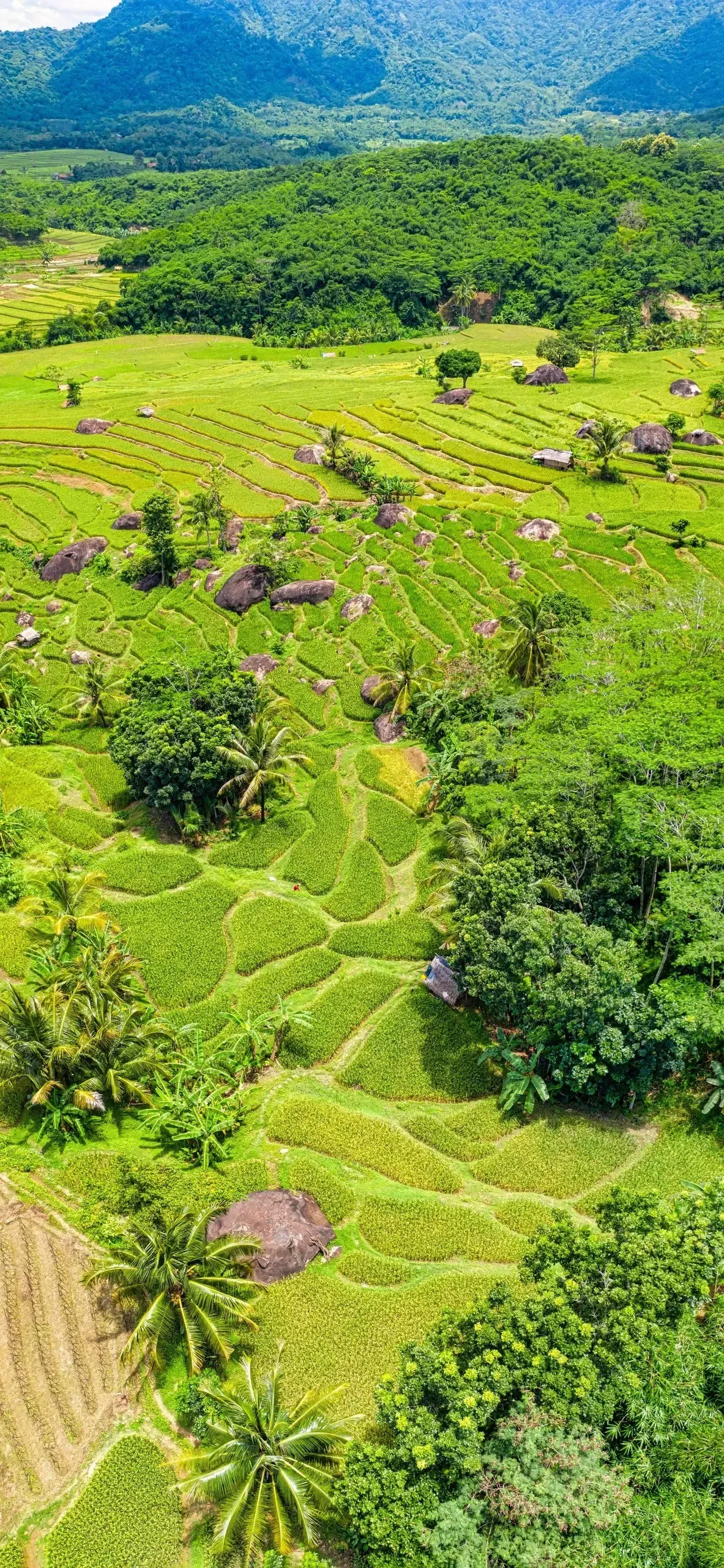 Ttlocal Nature