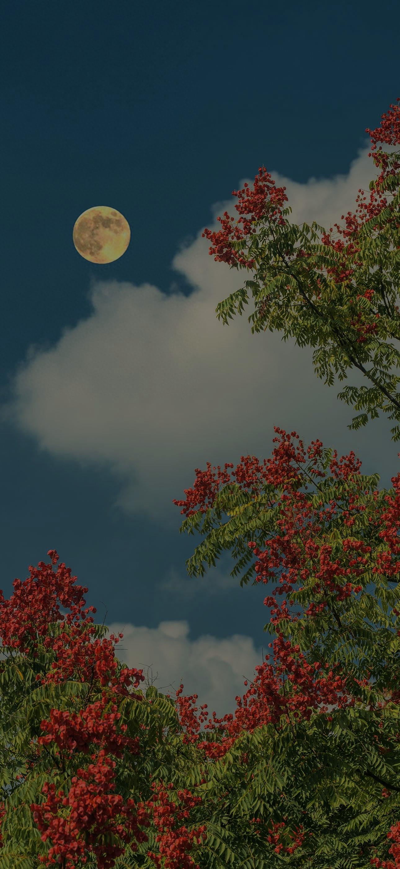 Ttlocal Moon