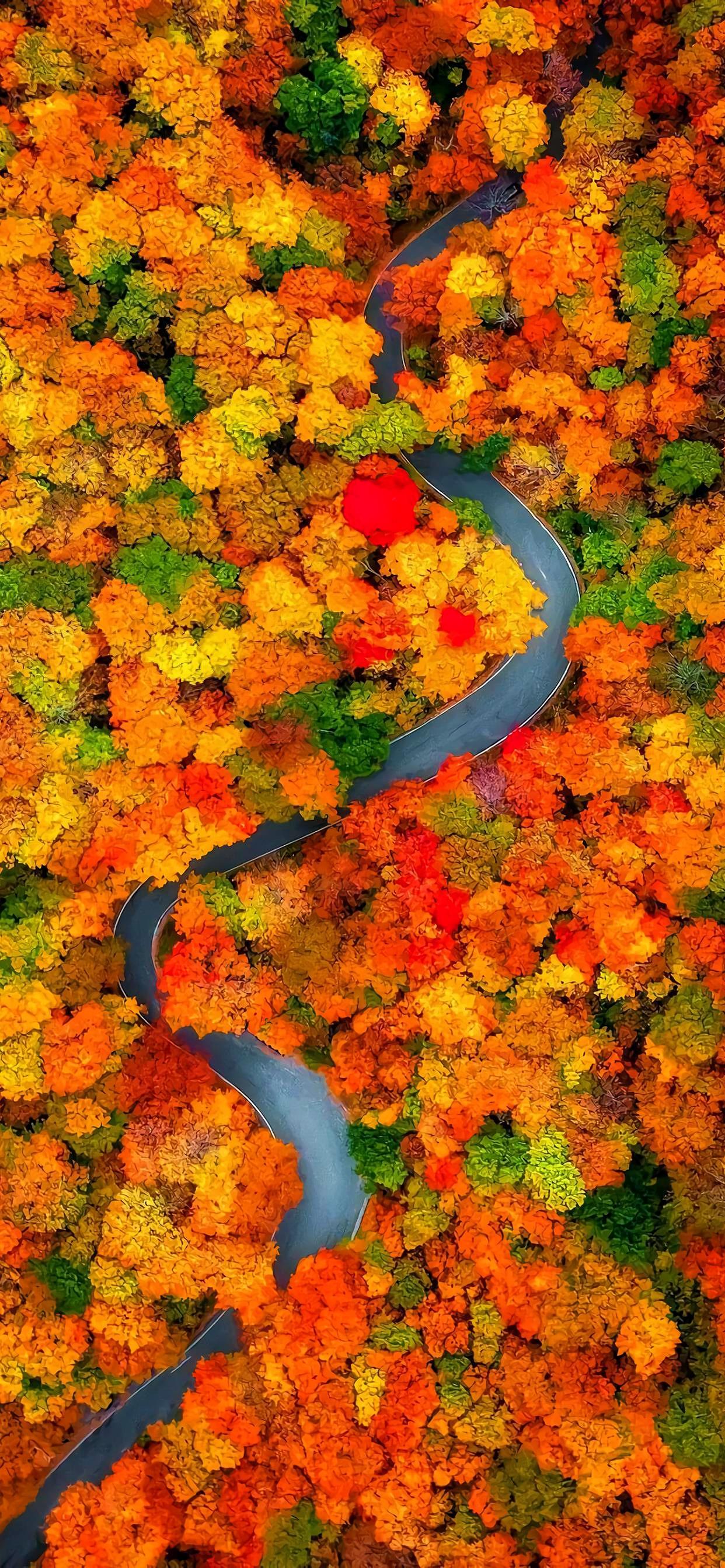 Ttlocal Autumn