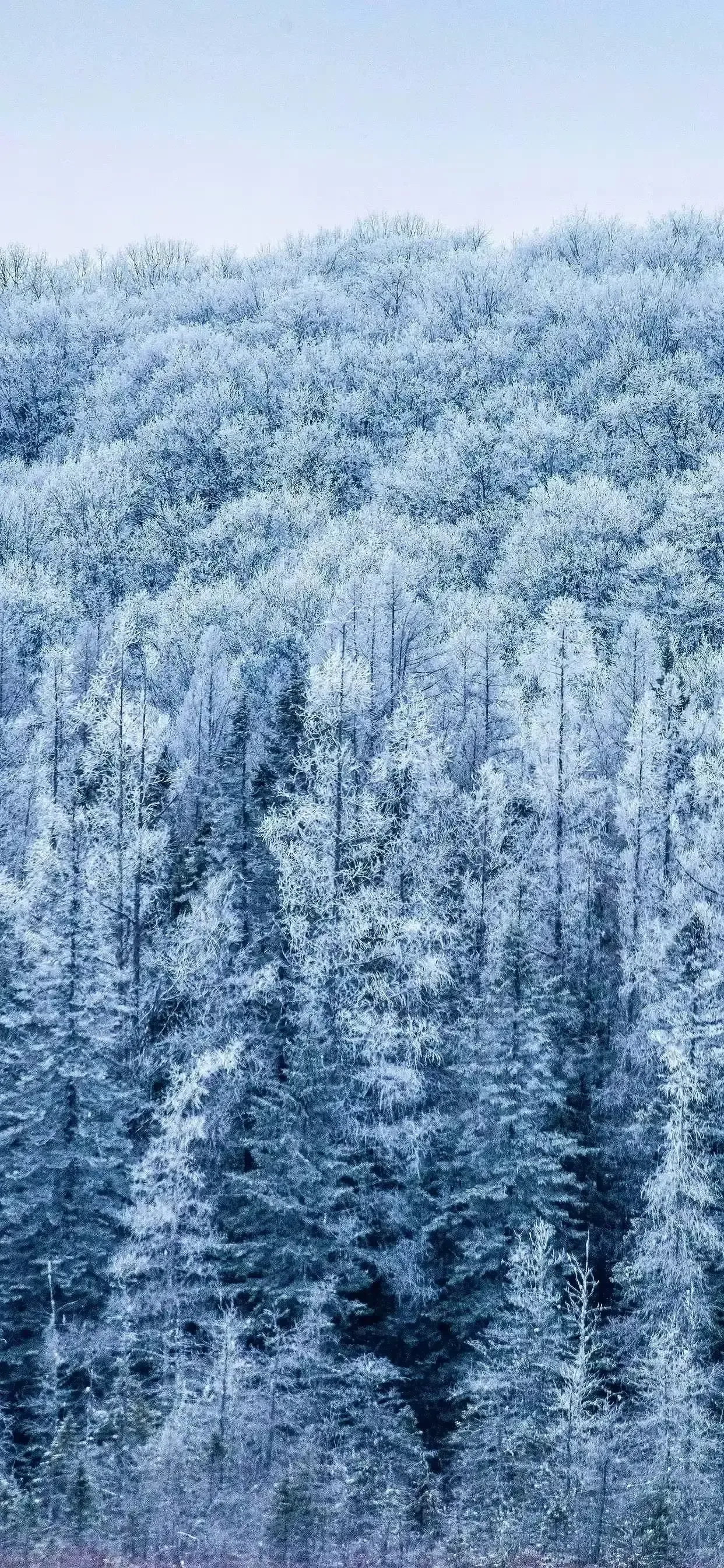 Ttlocal Nature