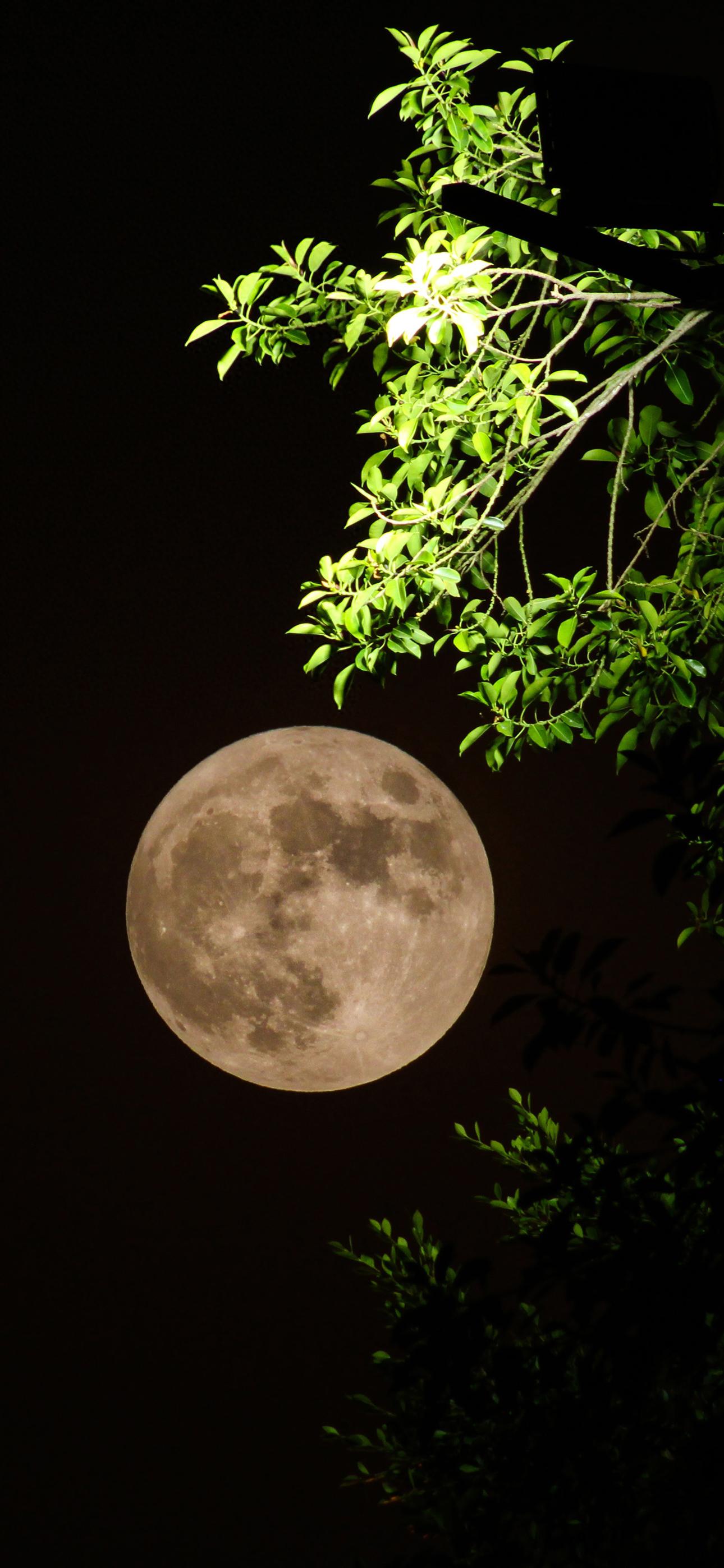 Ttlocal Moon