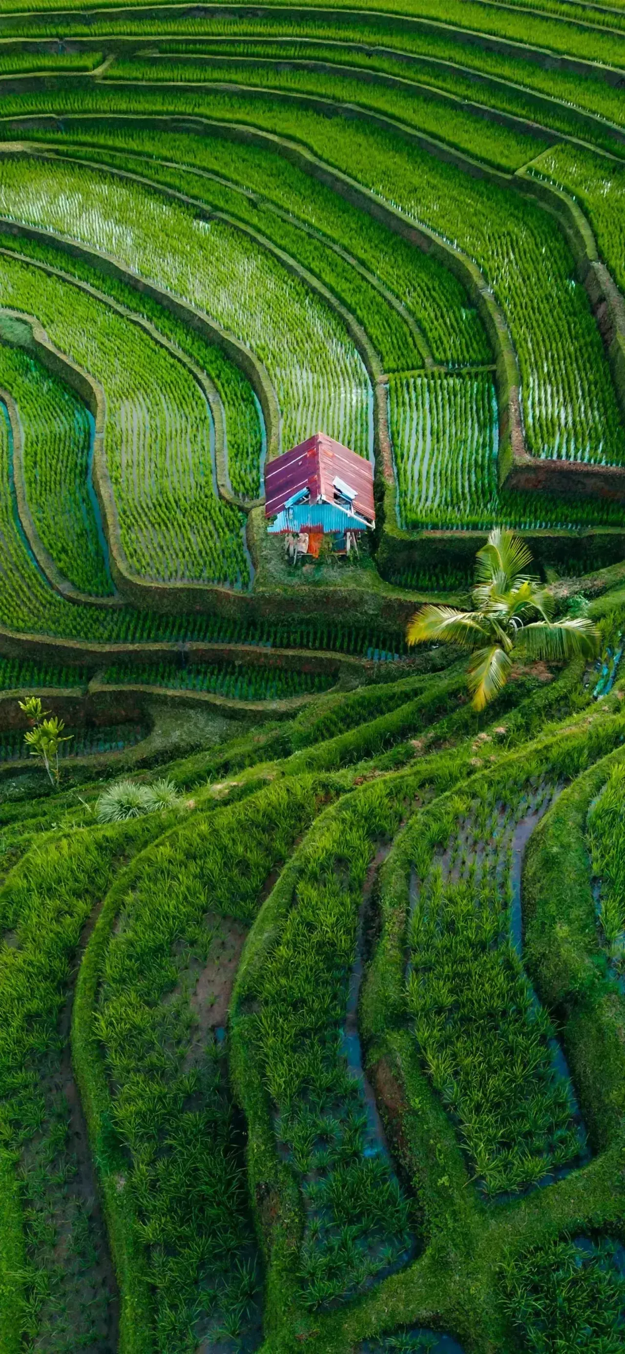 Ttlocal Nature