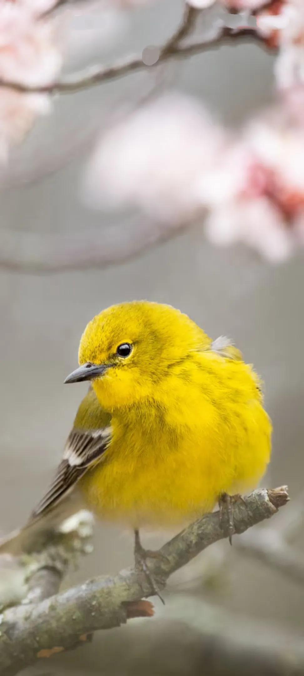 Ttlocal Animal