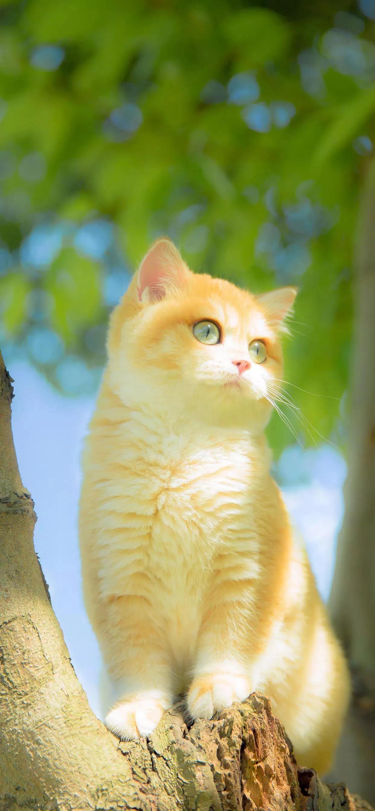Ttlocal Animal