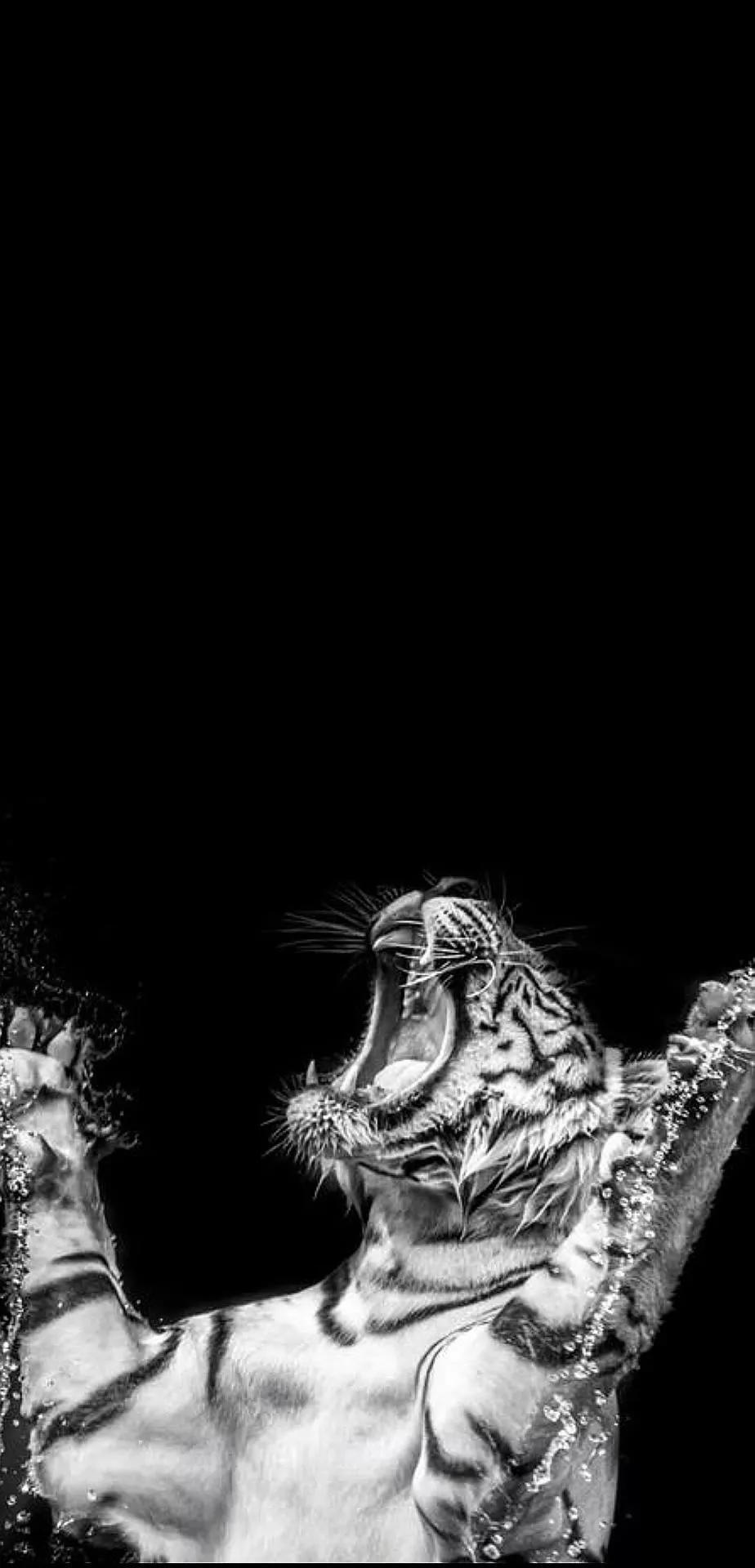 Ttlocal Animal