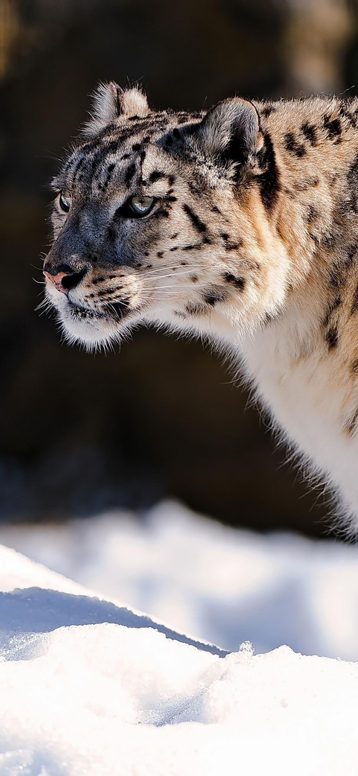 Ttlocal Animal