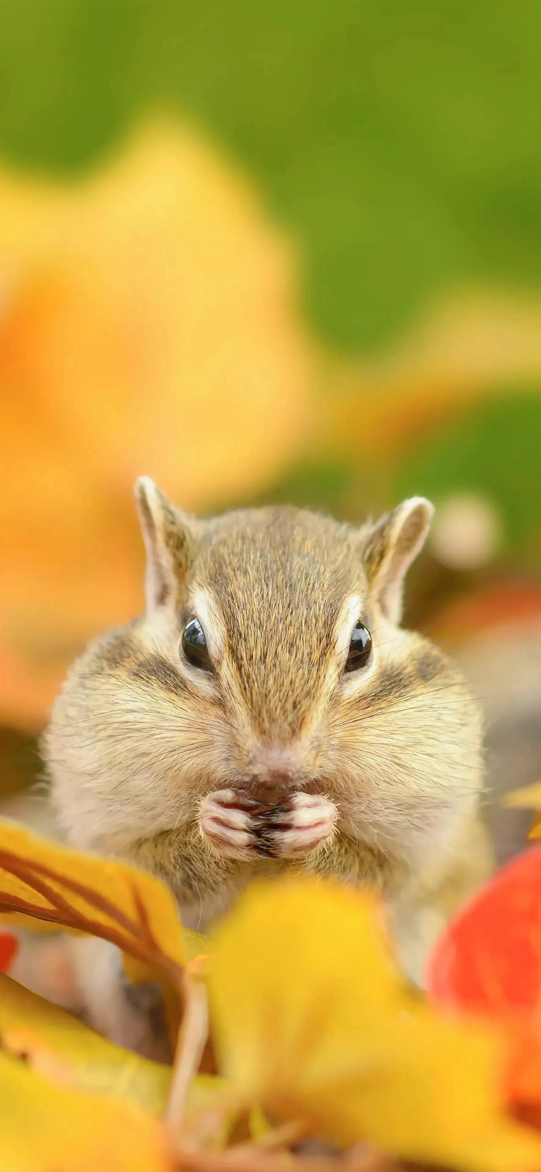 Ttlocal Animal