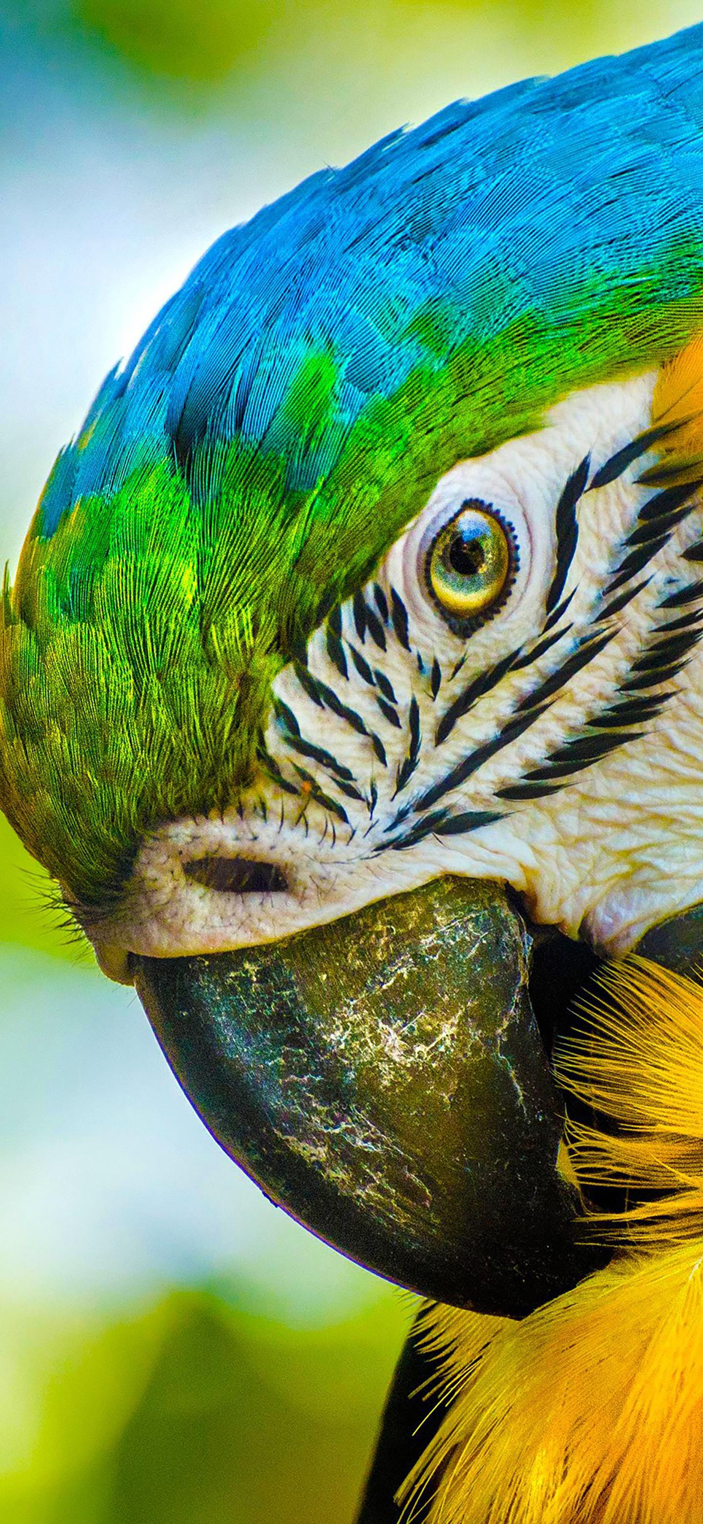 Ttlocal Animal