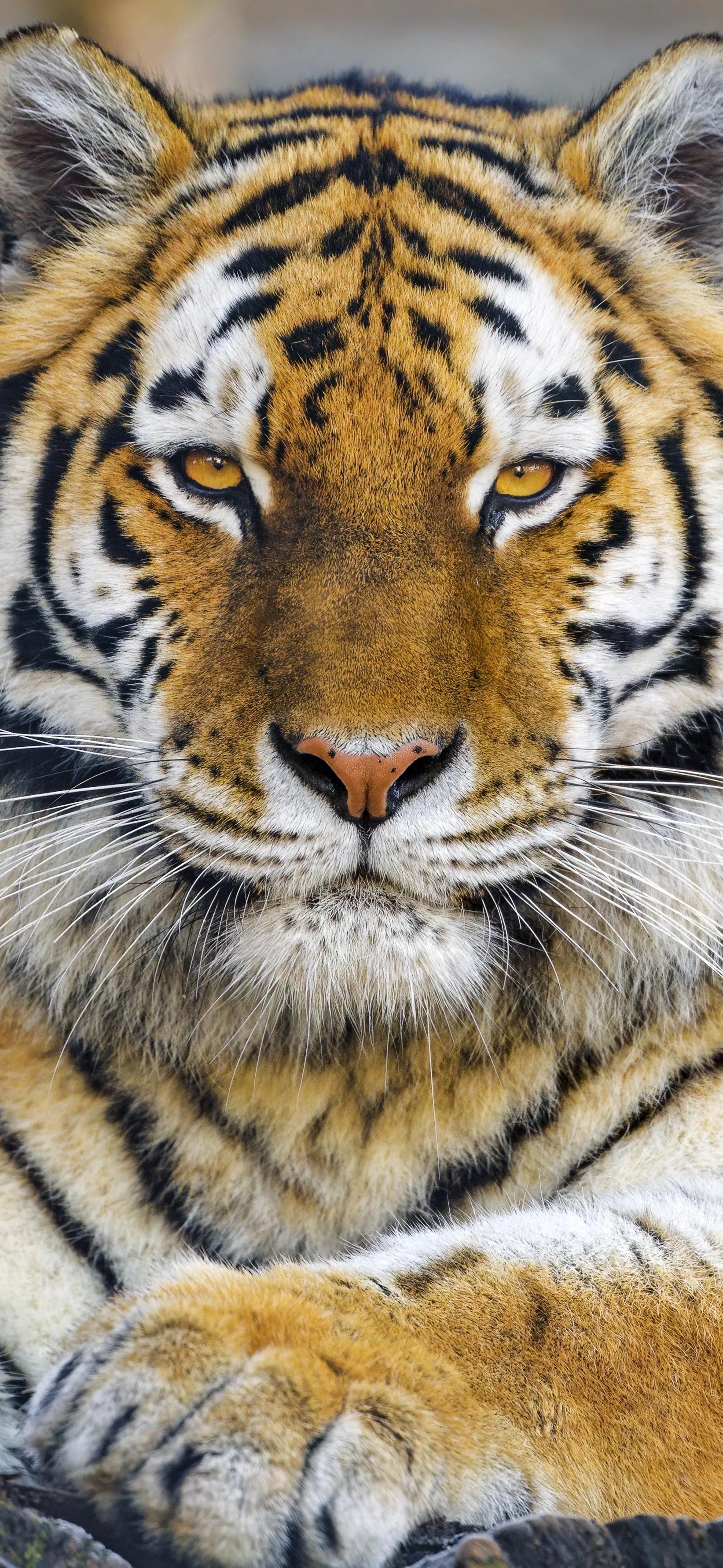 Ttlocal Animal
