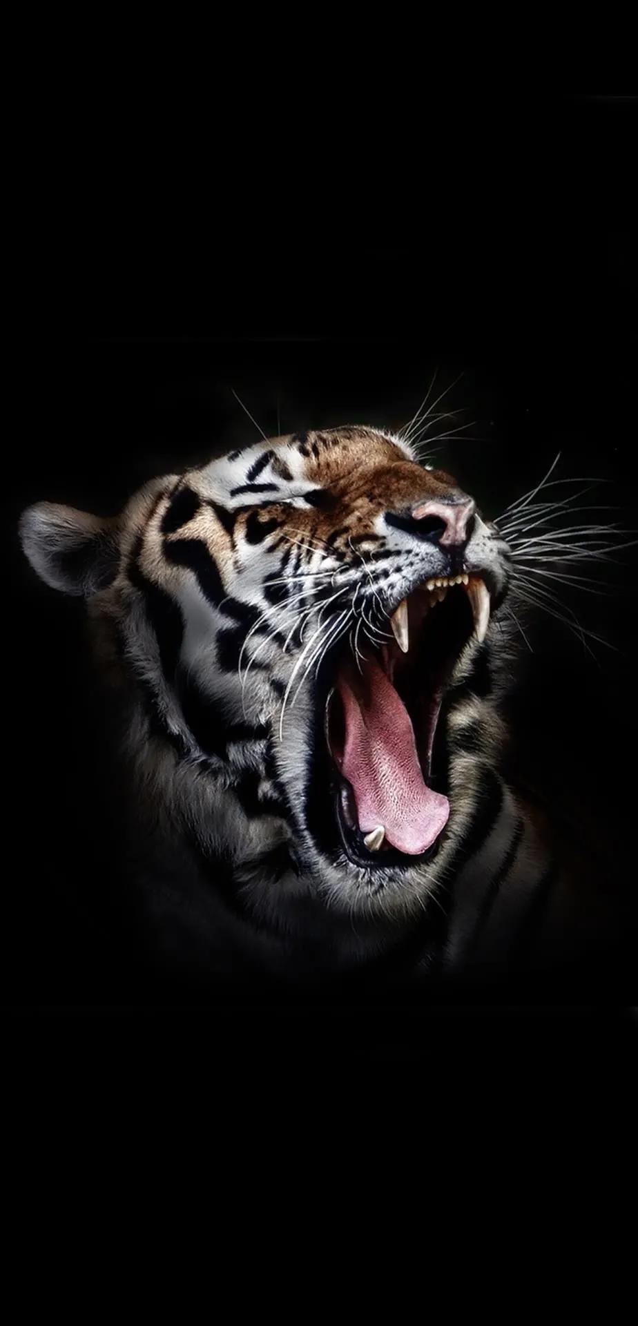 Ttlocal Animal