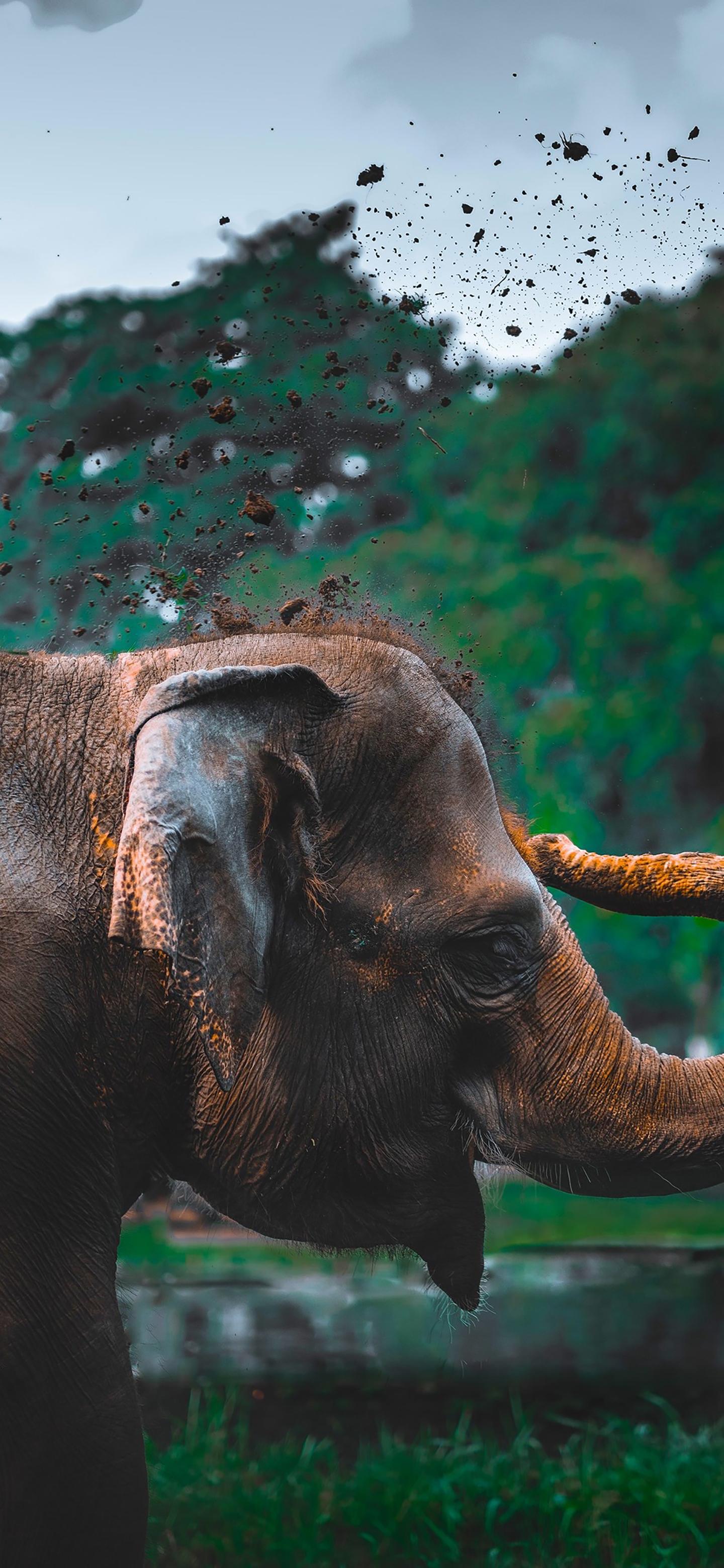 Ttlocal Animal