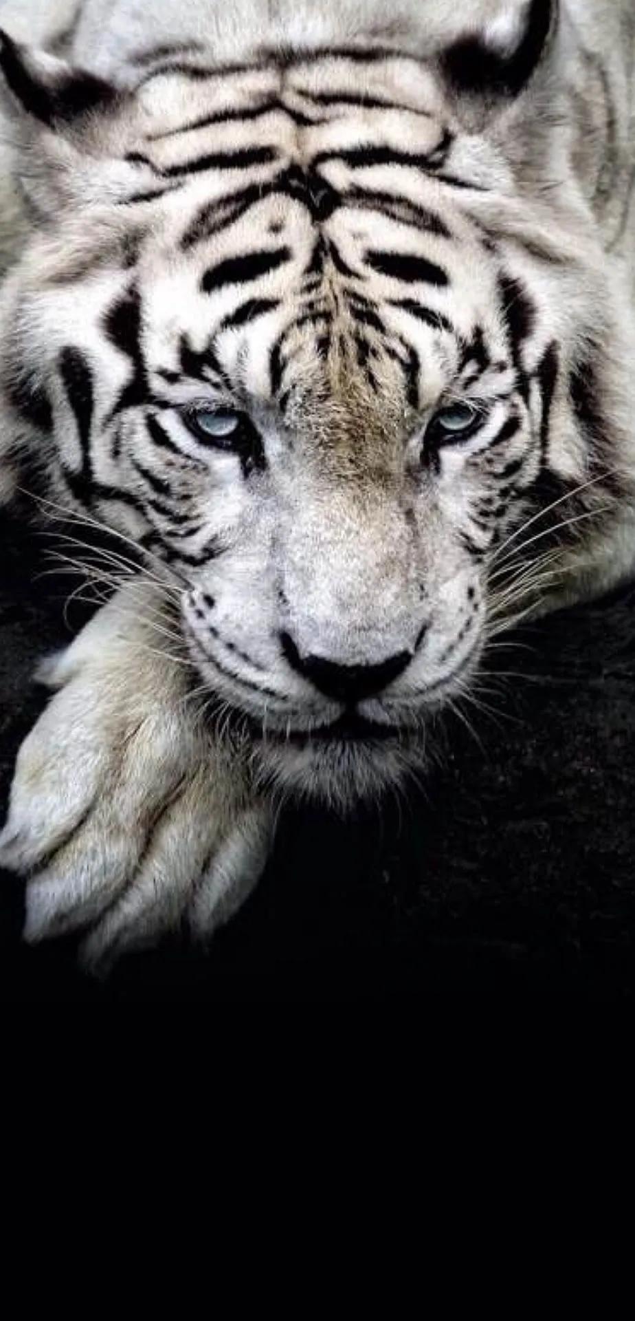 Ttlocal Animal