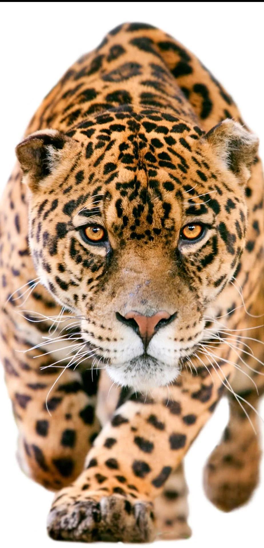 Ttlocal Animal