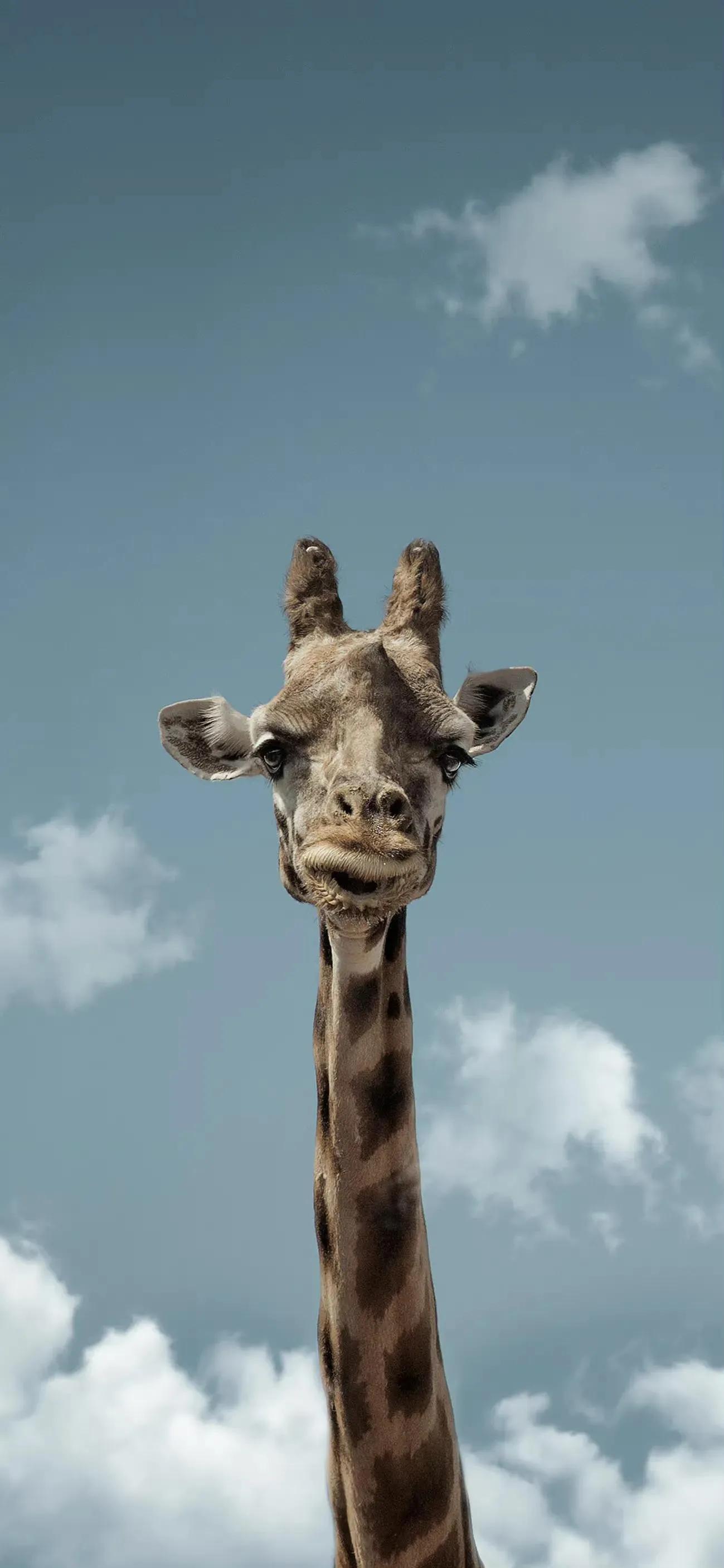 Ttlocal Animal