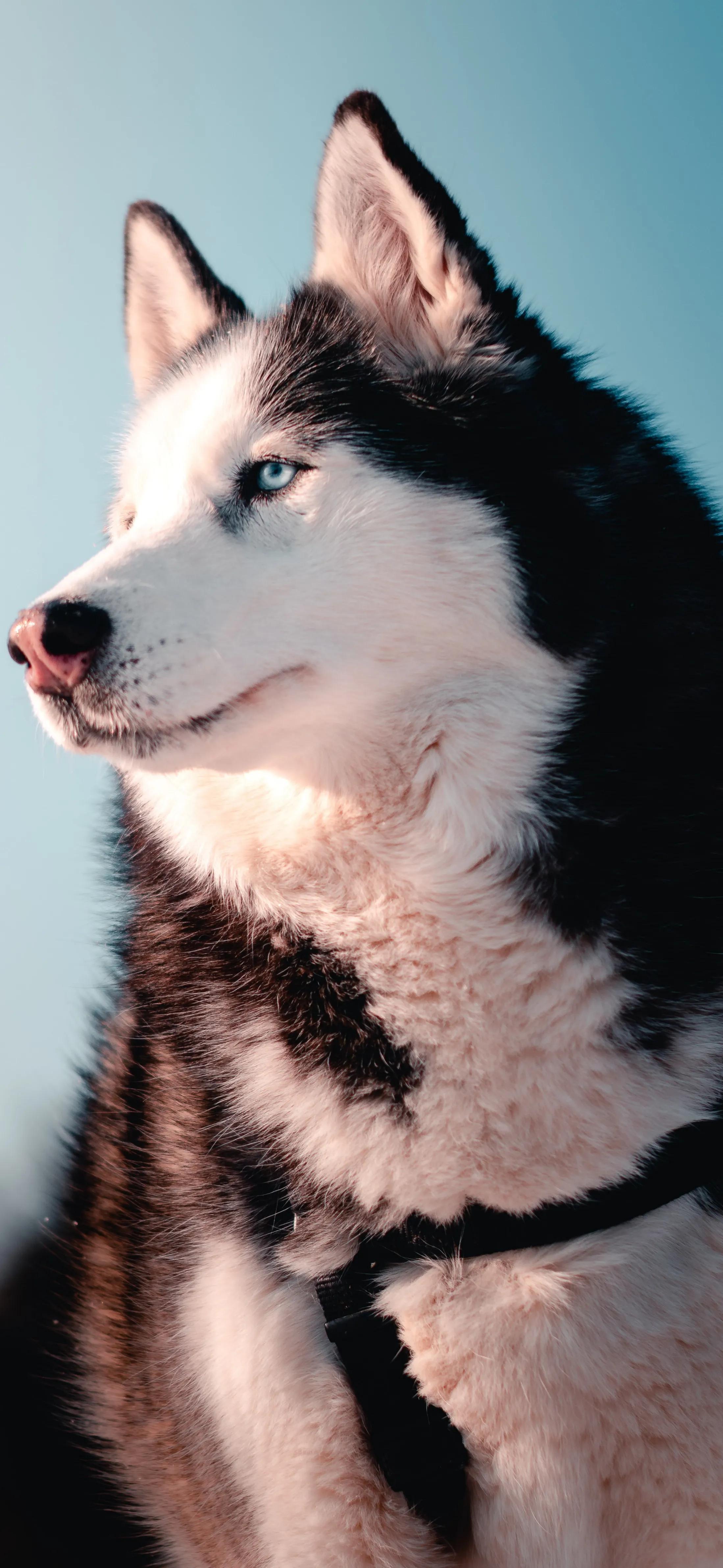 Ttlocal Animal