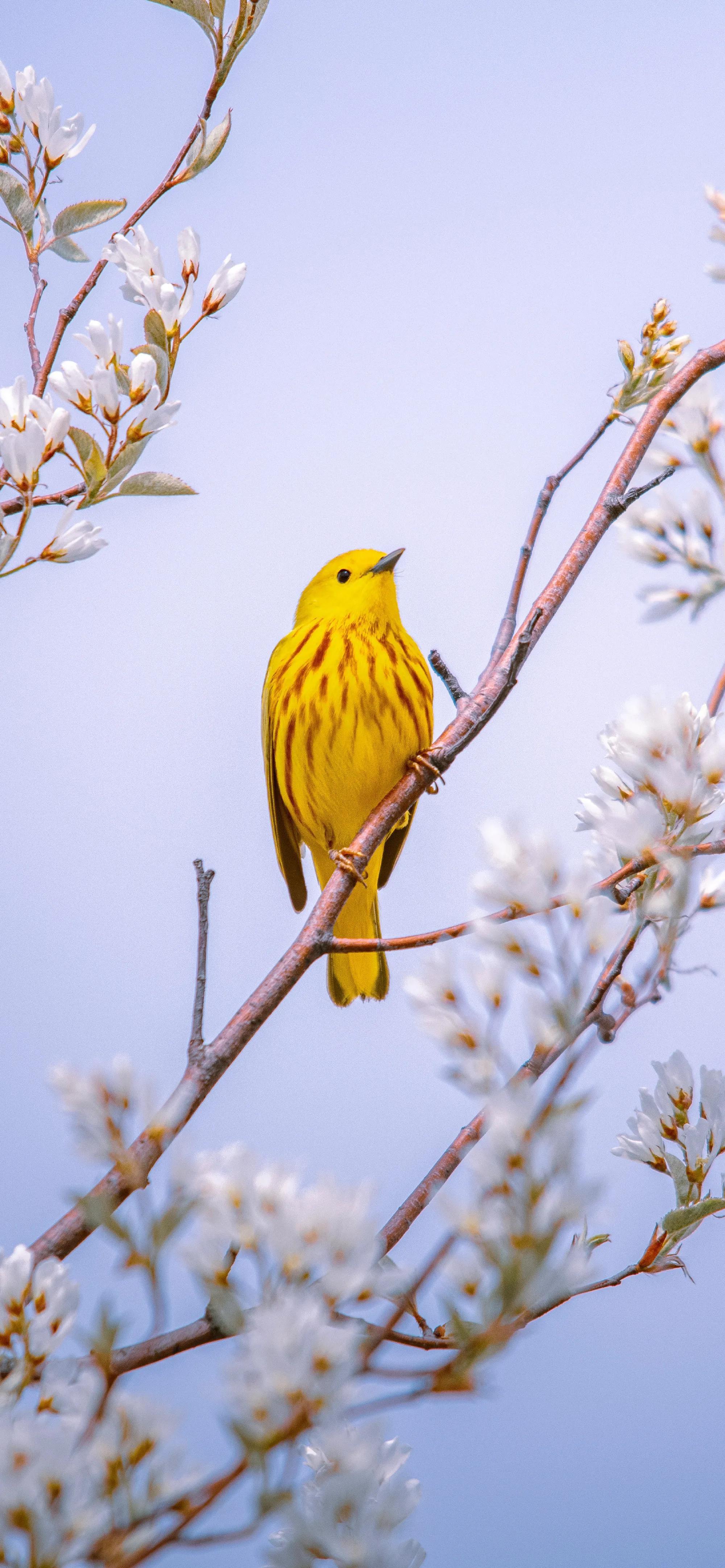 Ttlocal Animal