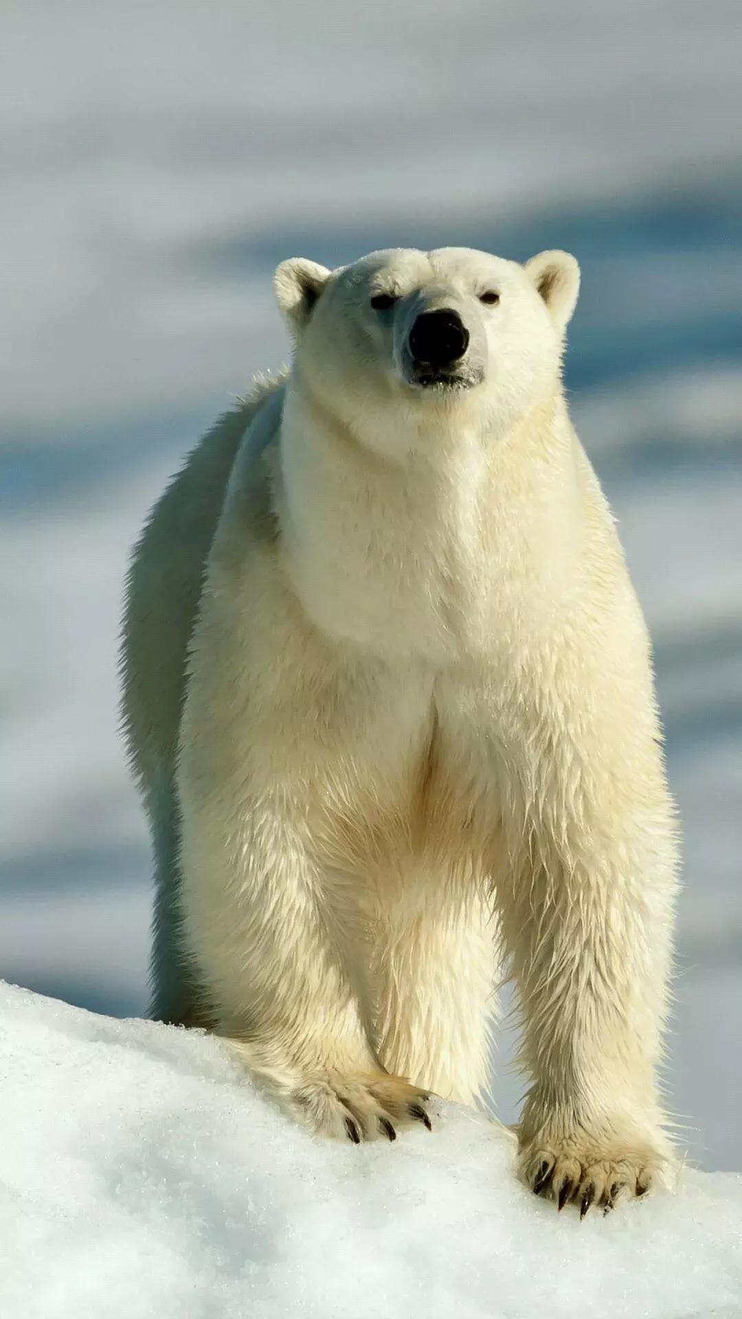 Ttlocal Animal