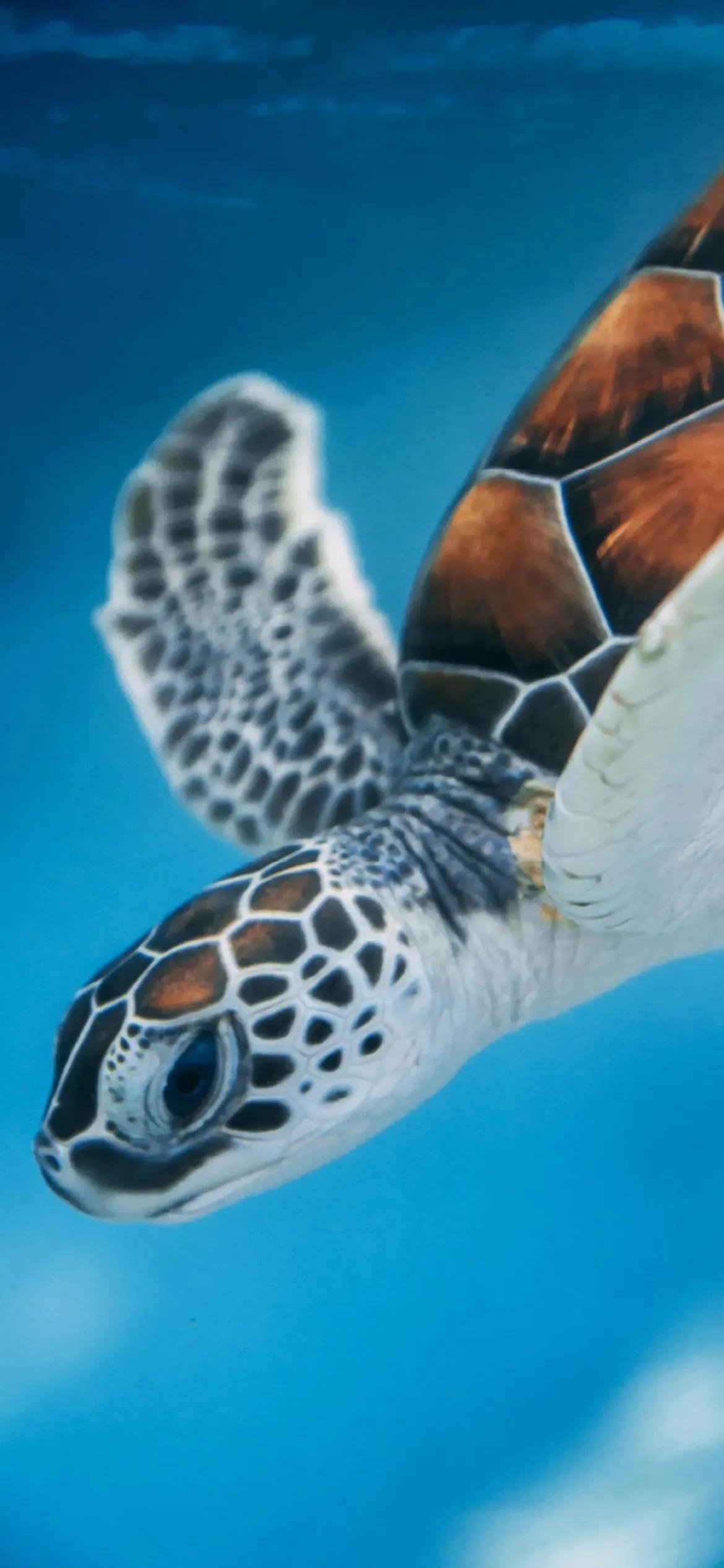 Ttlocal Animal