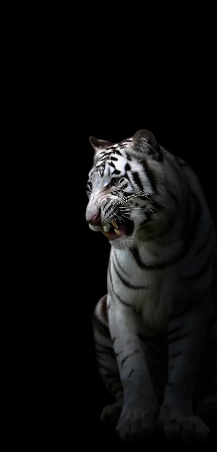 Ttlocal Animal