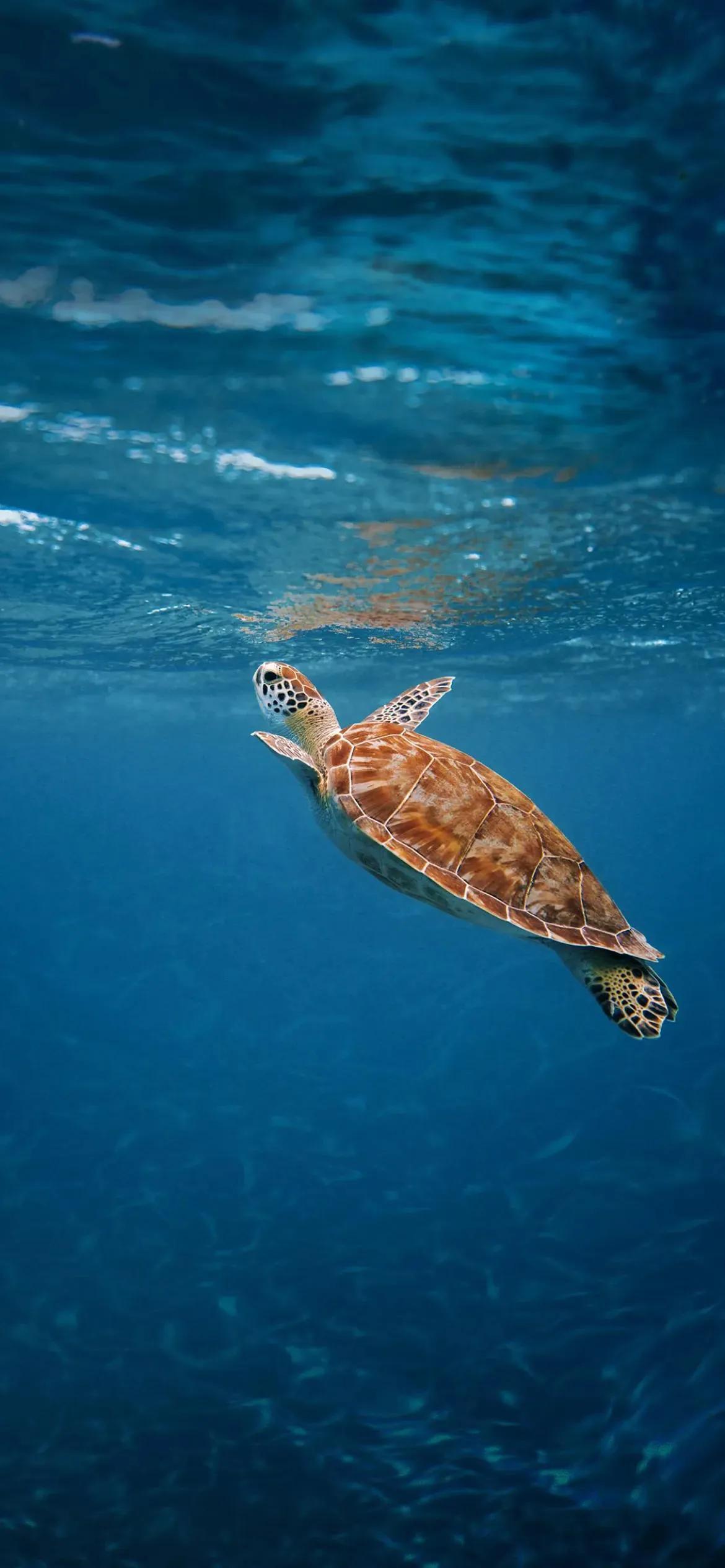 Ttlocal Animal