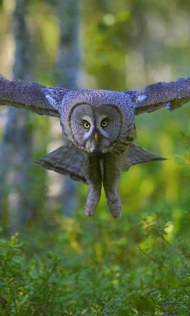 Ttlocal Animal