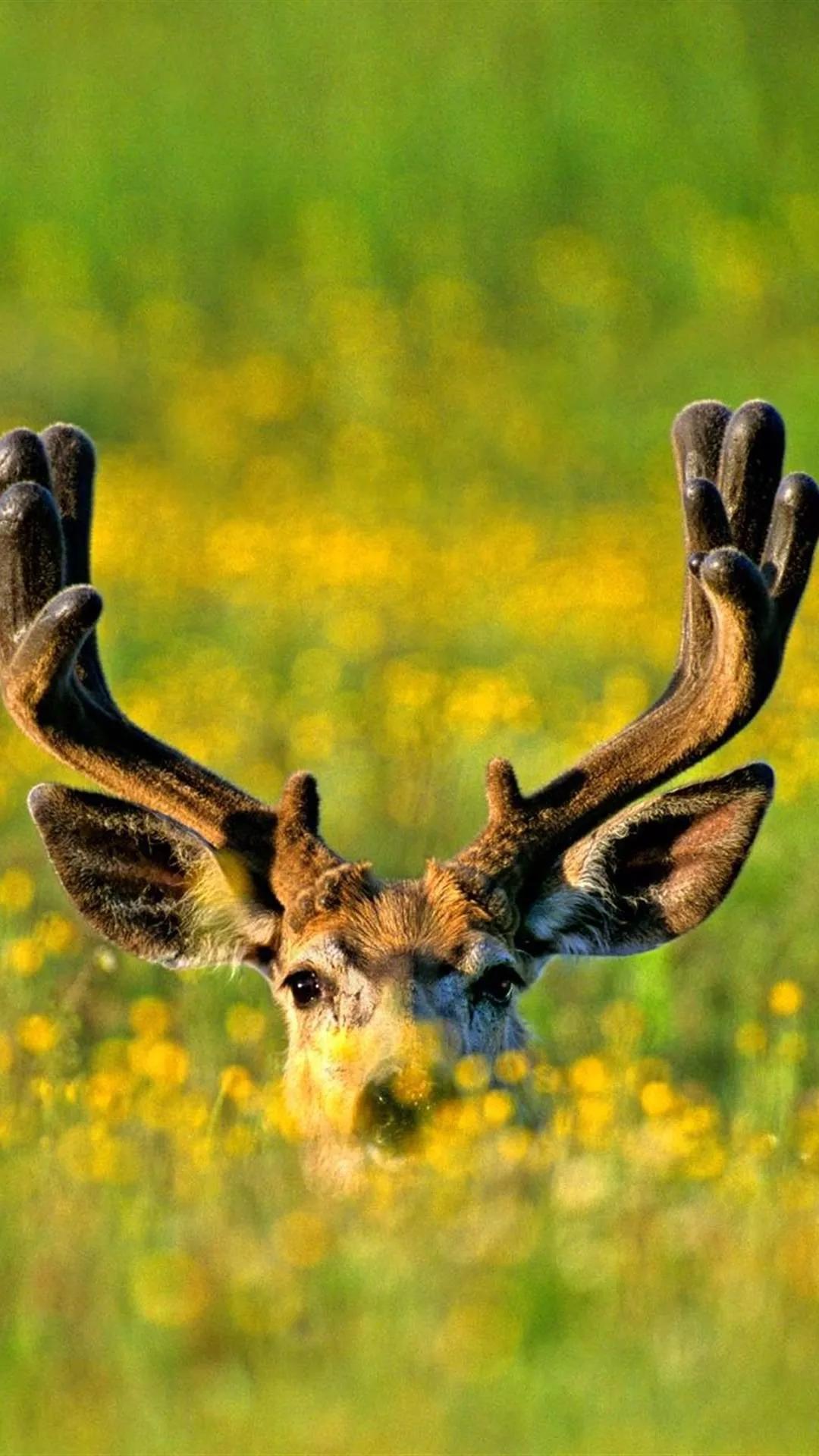 Ttlocal Animal