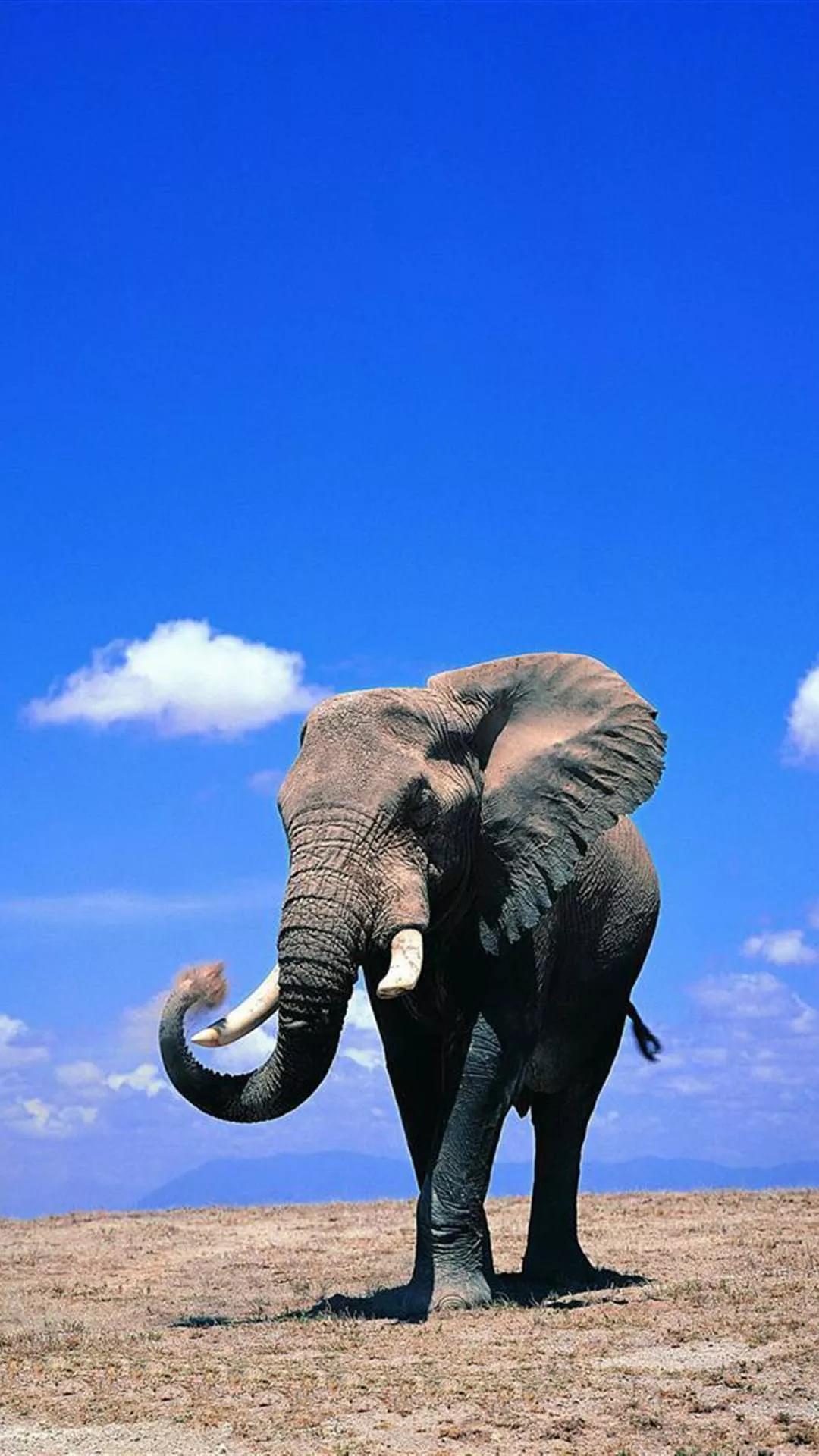 Ttlocal Animal