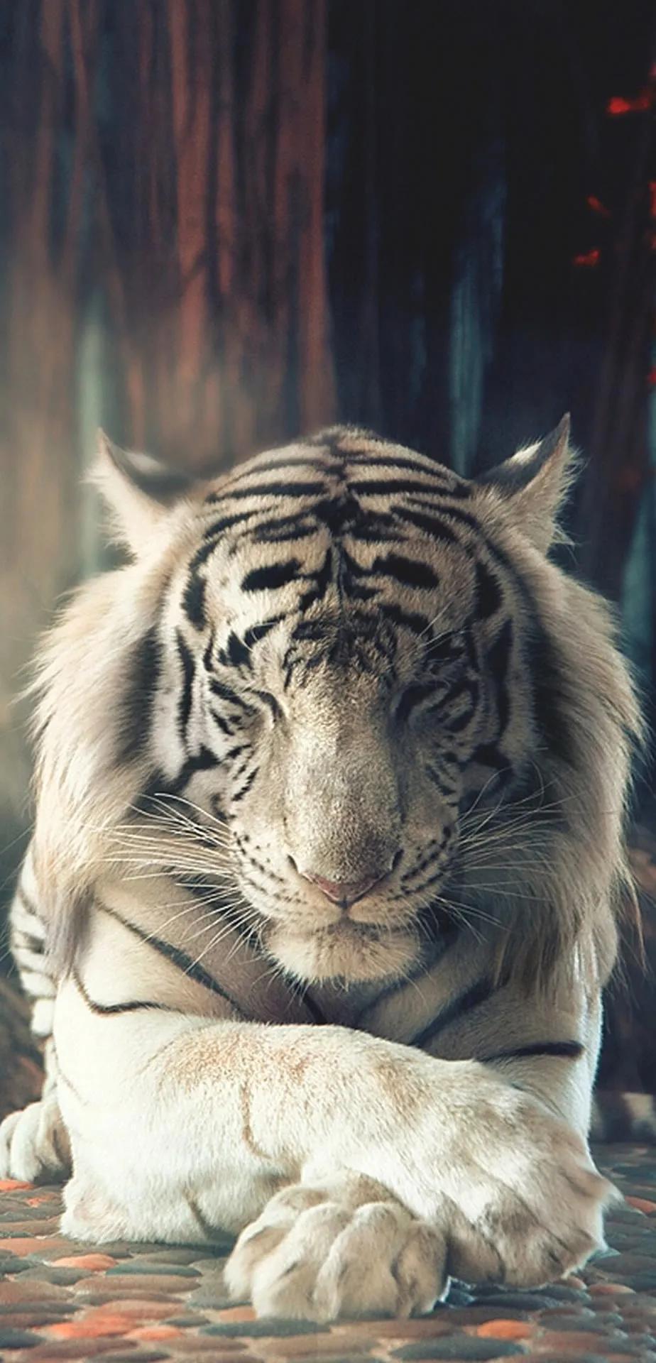 Ttlocal Animal