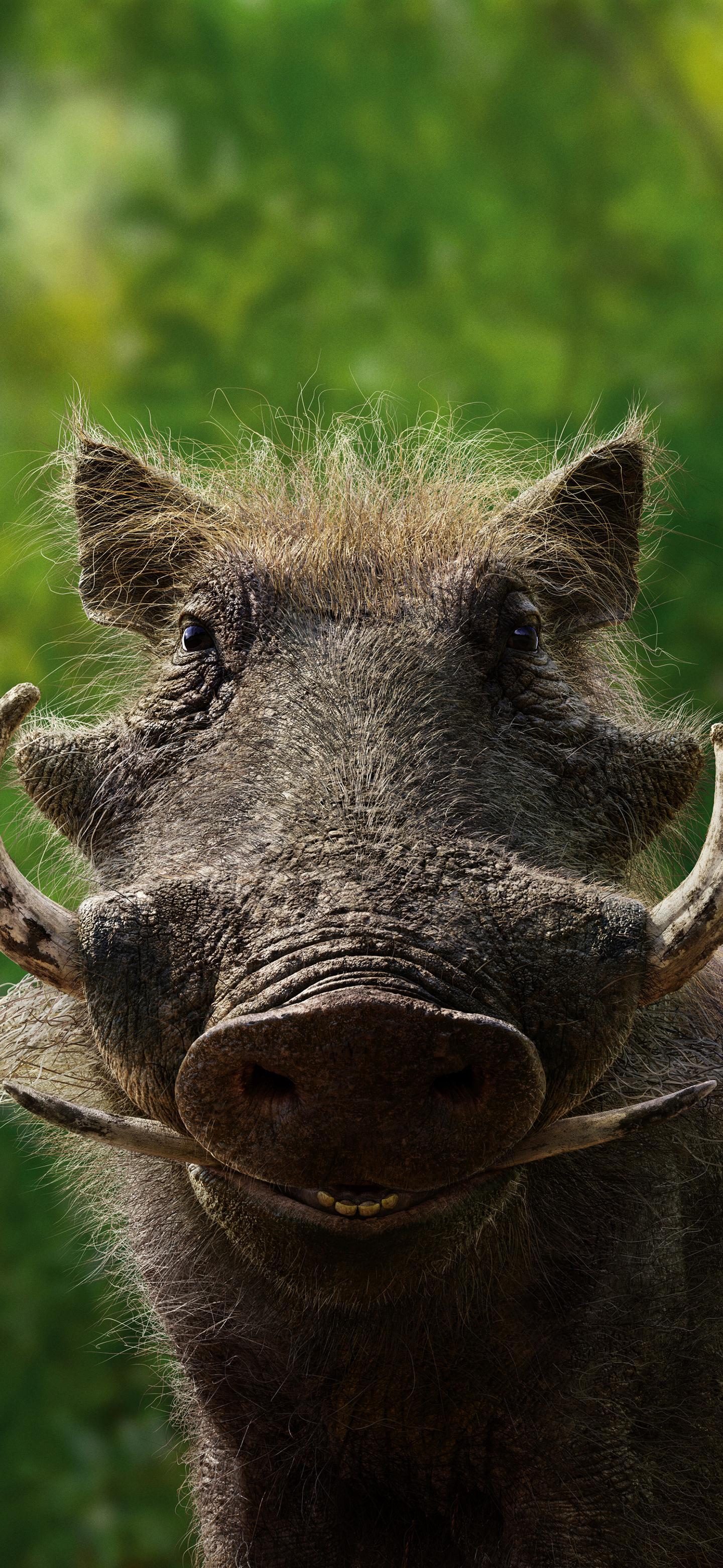 Ttlocal Animal