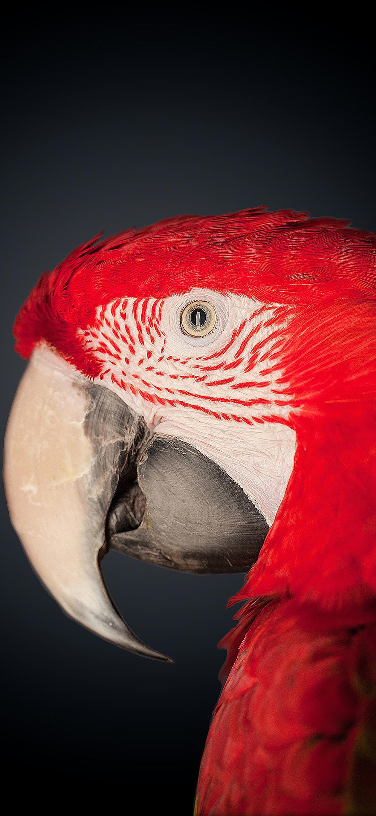 Ttlocal Animal