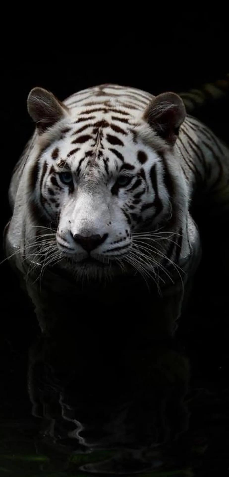 Ttlocal Animal