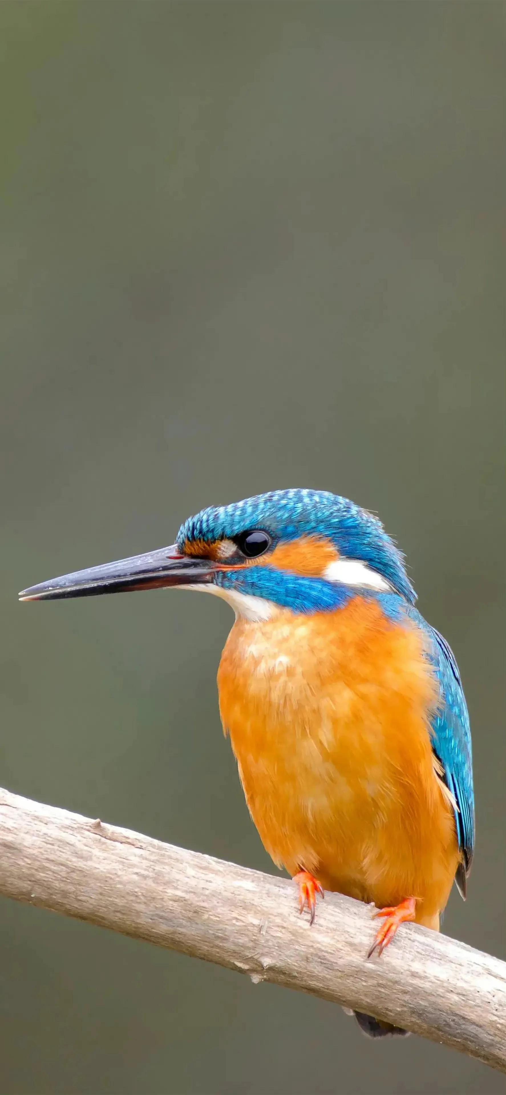 Ttlocal Animal