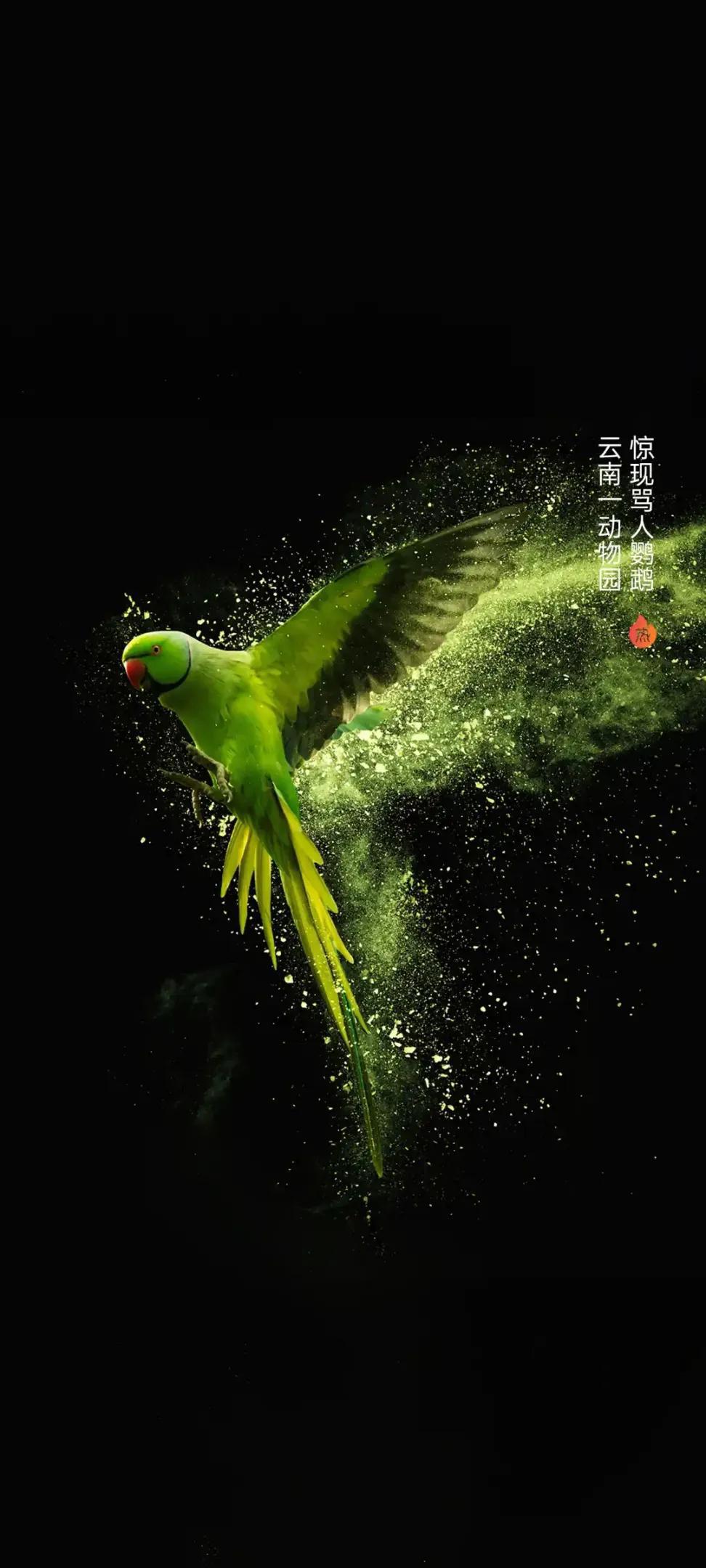Ttlocal Animal