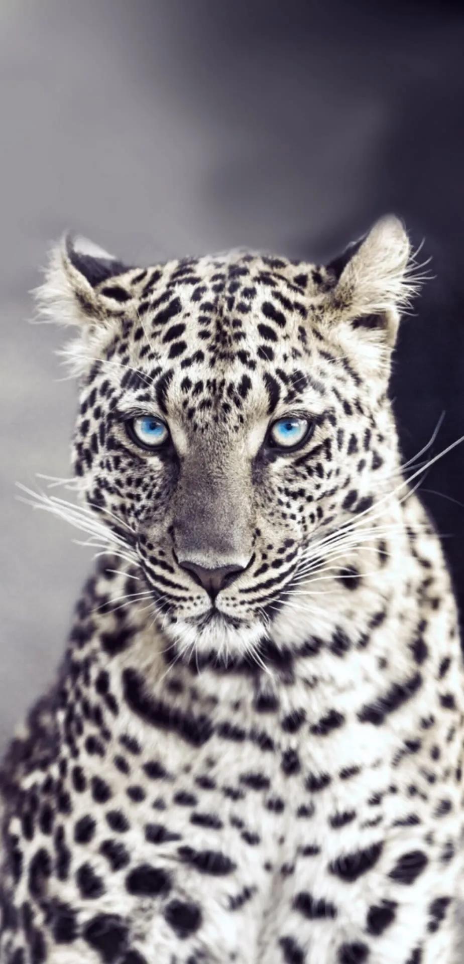 Ttlocal Animal