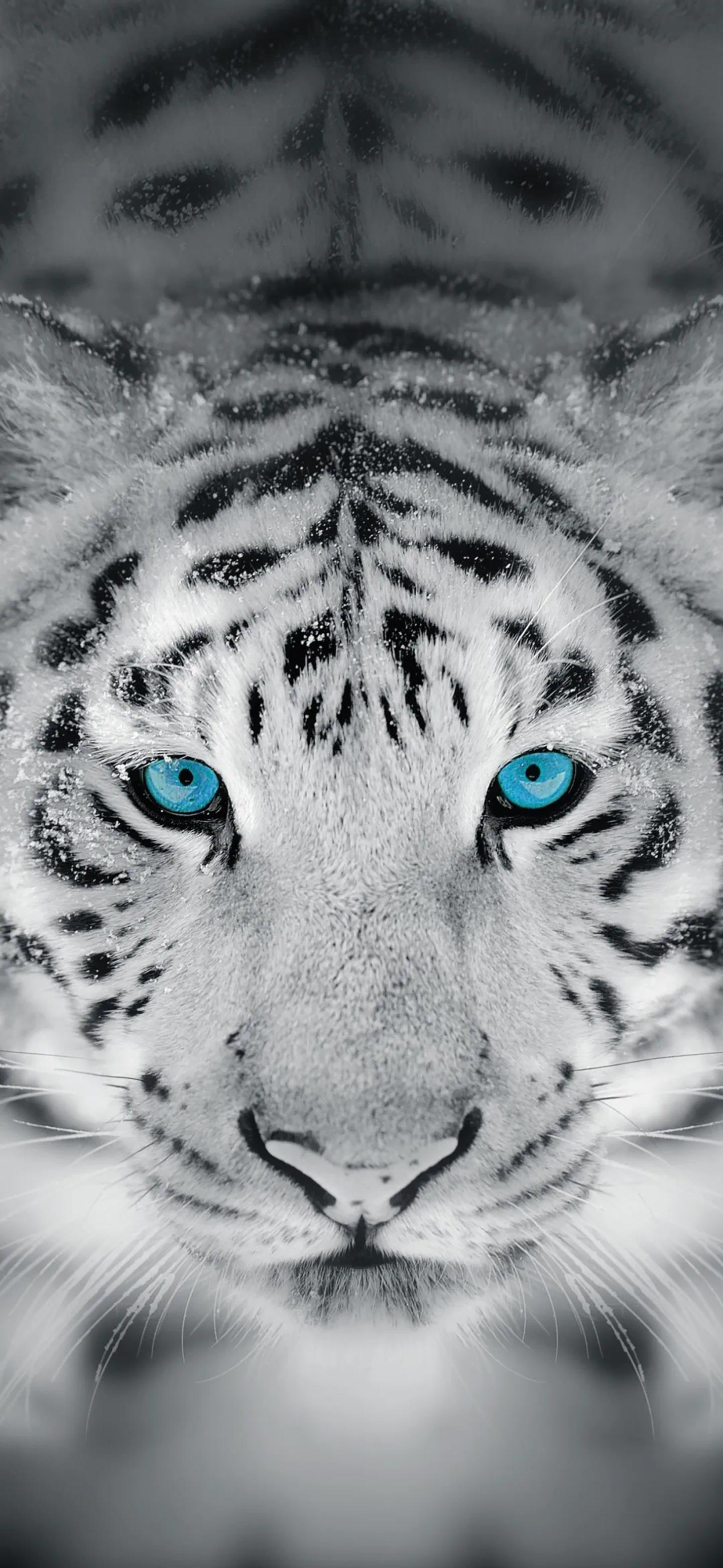 Ttlocal Animal