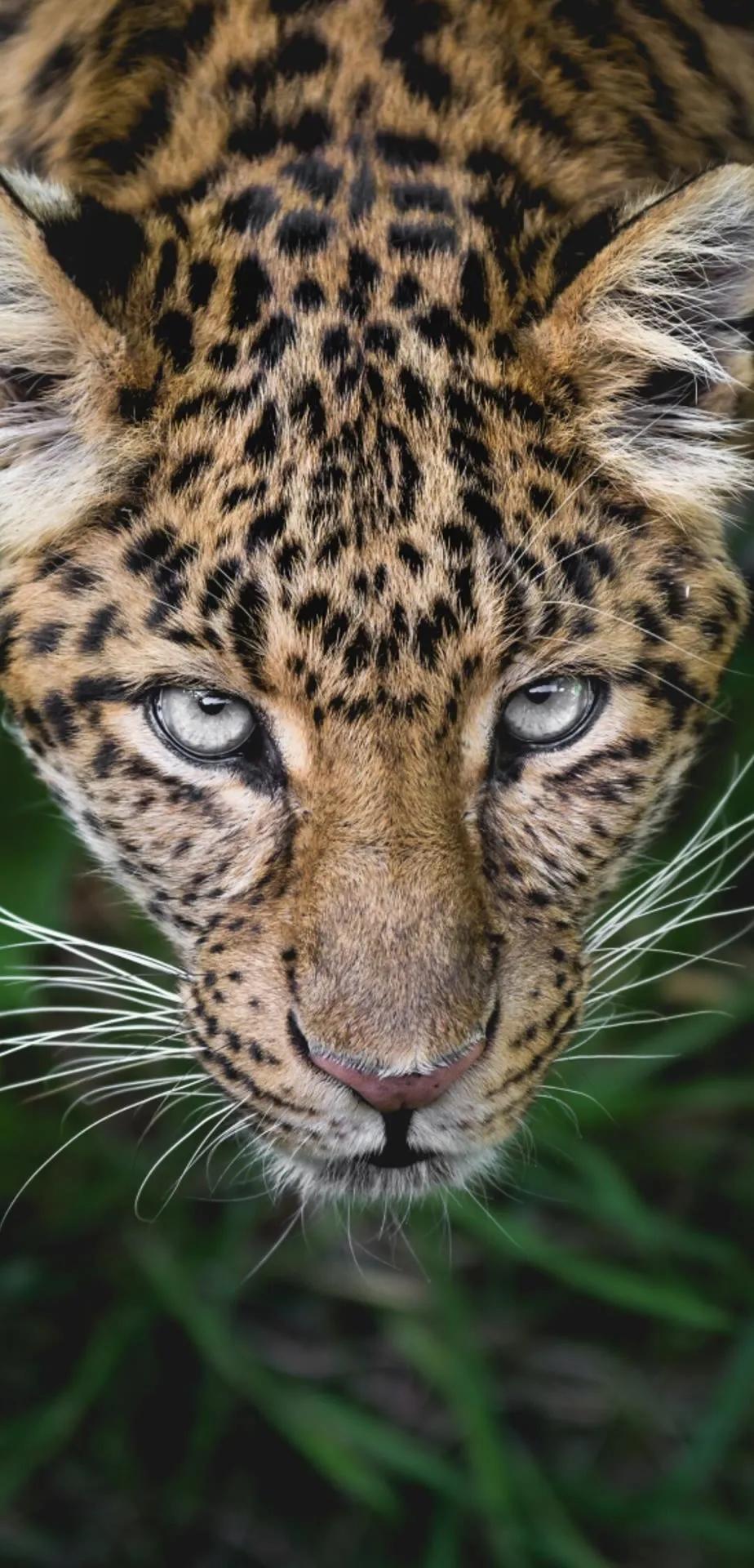 Ttlocal Animal