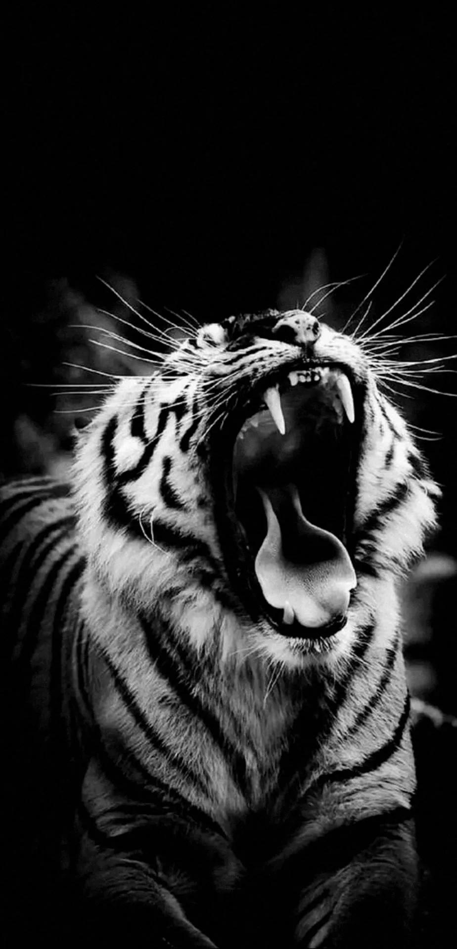 Ttlocal Animal