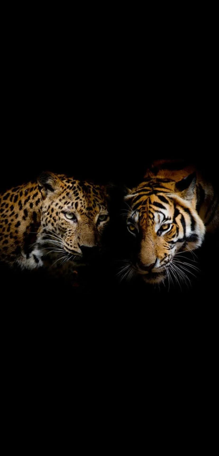 Ttlocal Animal