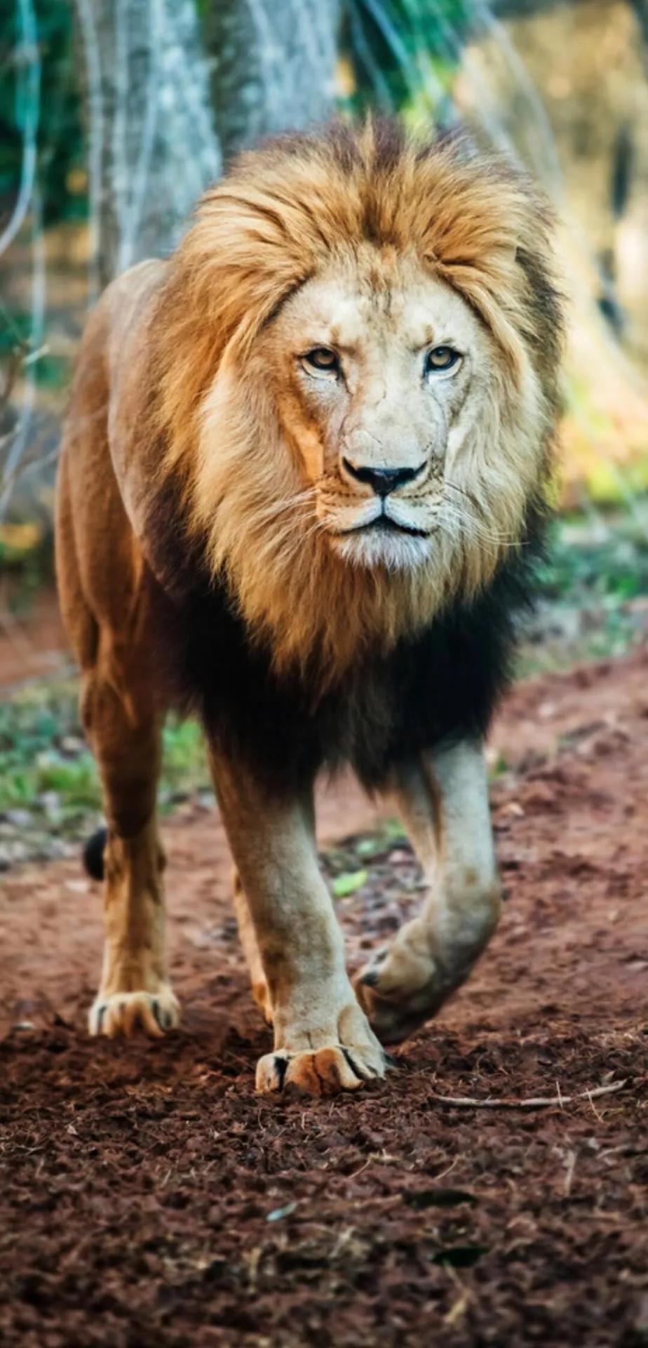 Ttlocal Animal