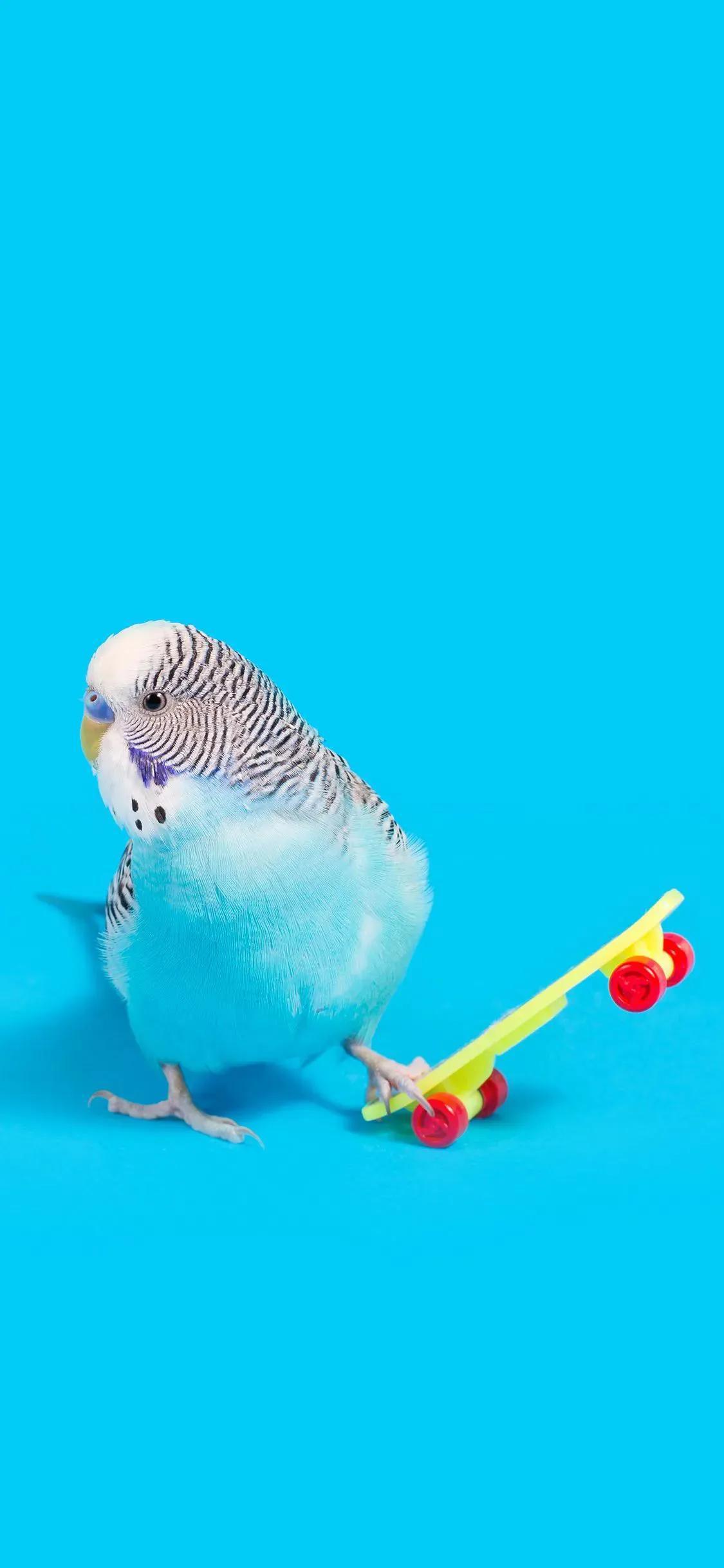 Ttlocal Animal