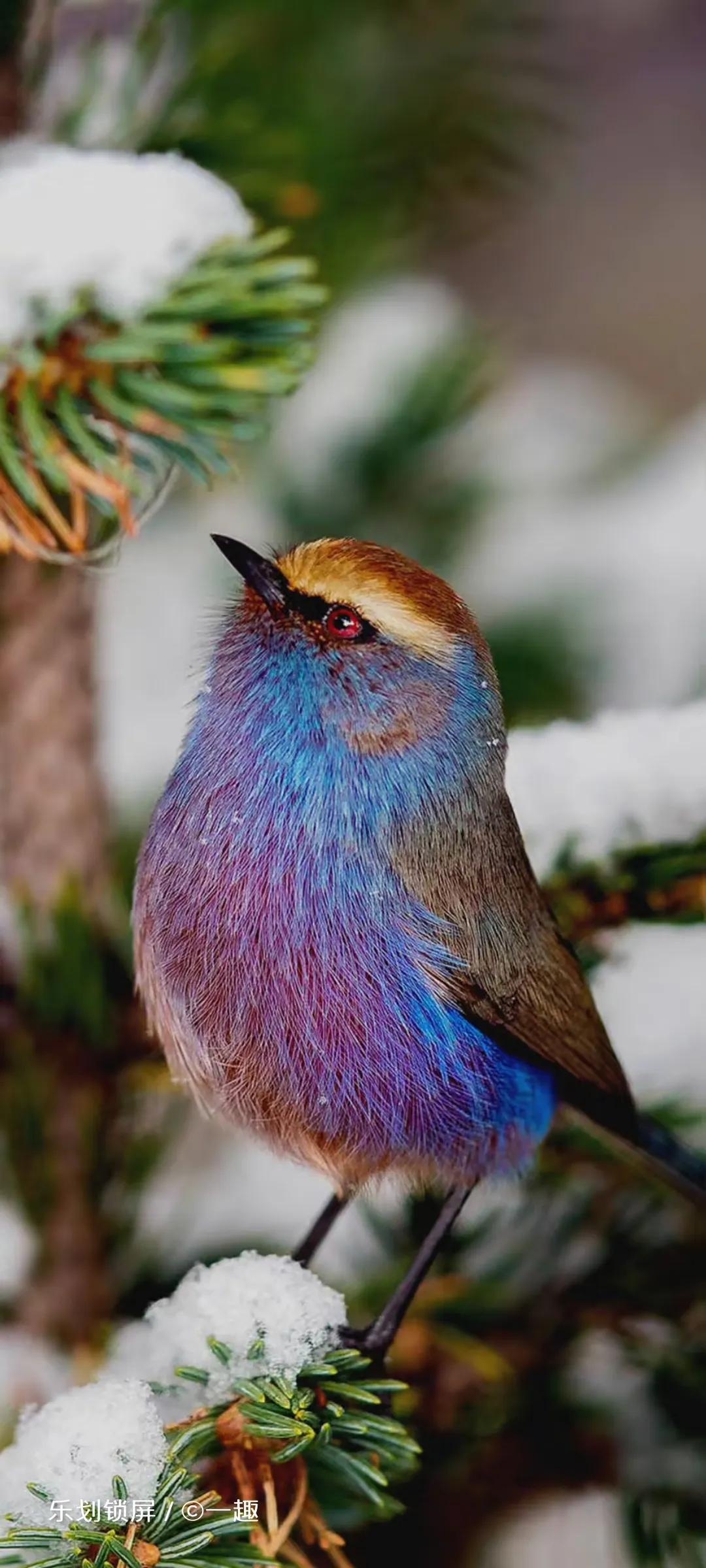 Ttlocal Animal