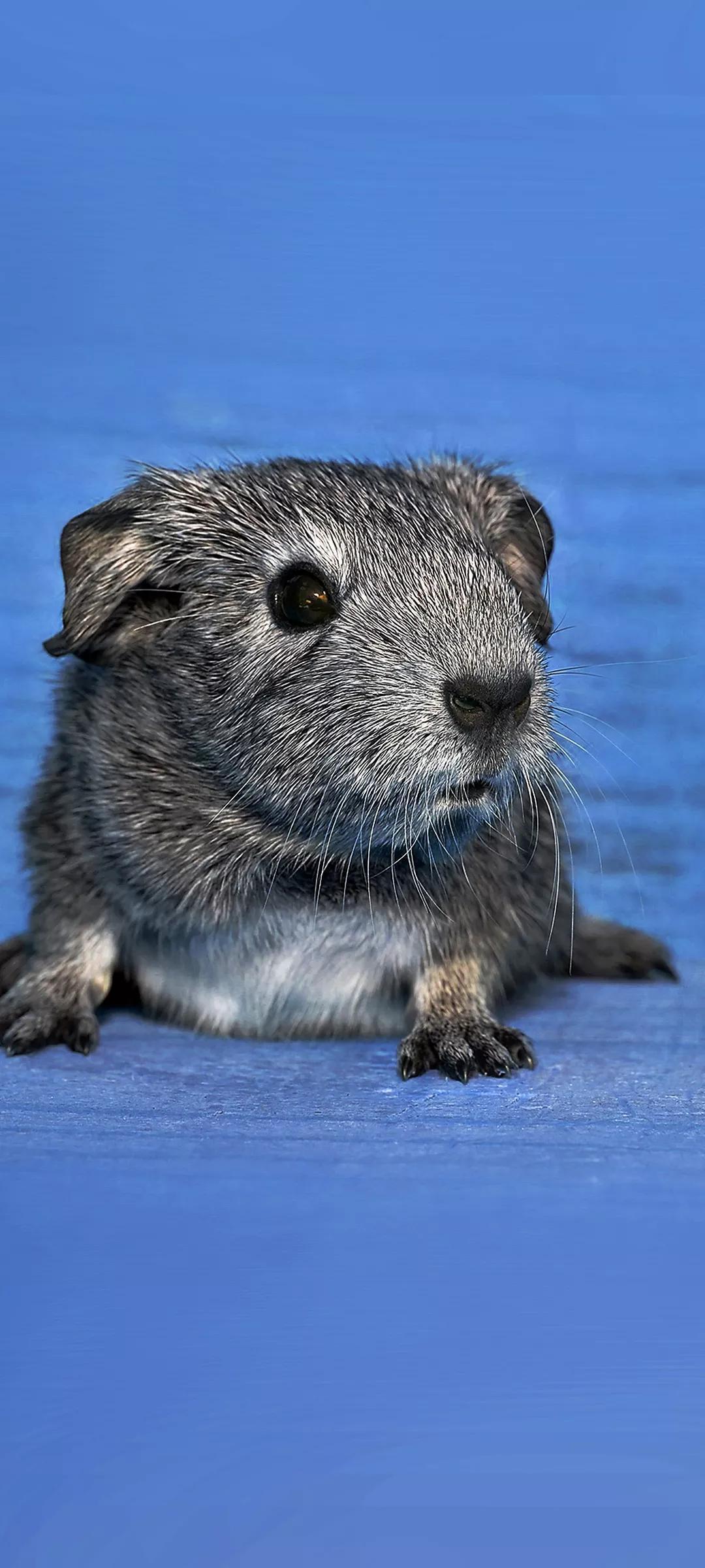 Ttlocal Animal