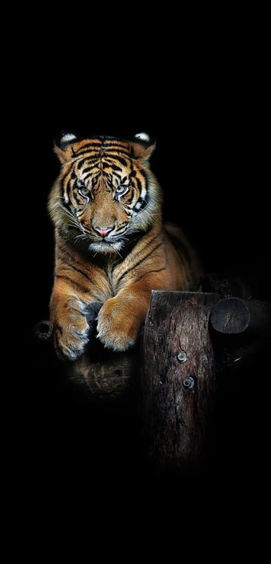 Ttlocal Animal