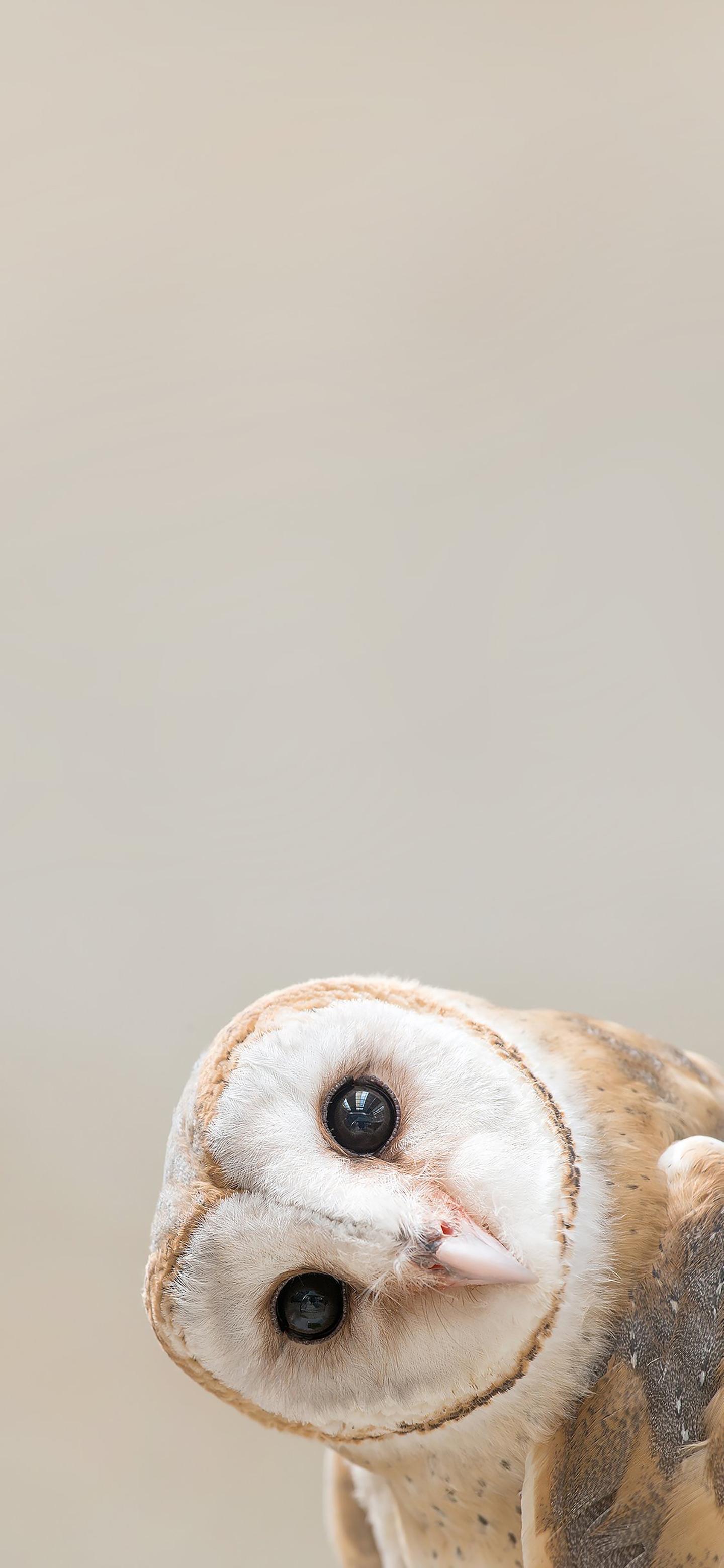 Ttlocal Animal