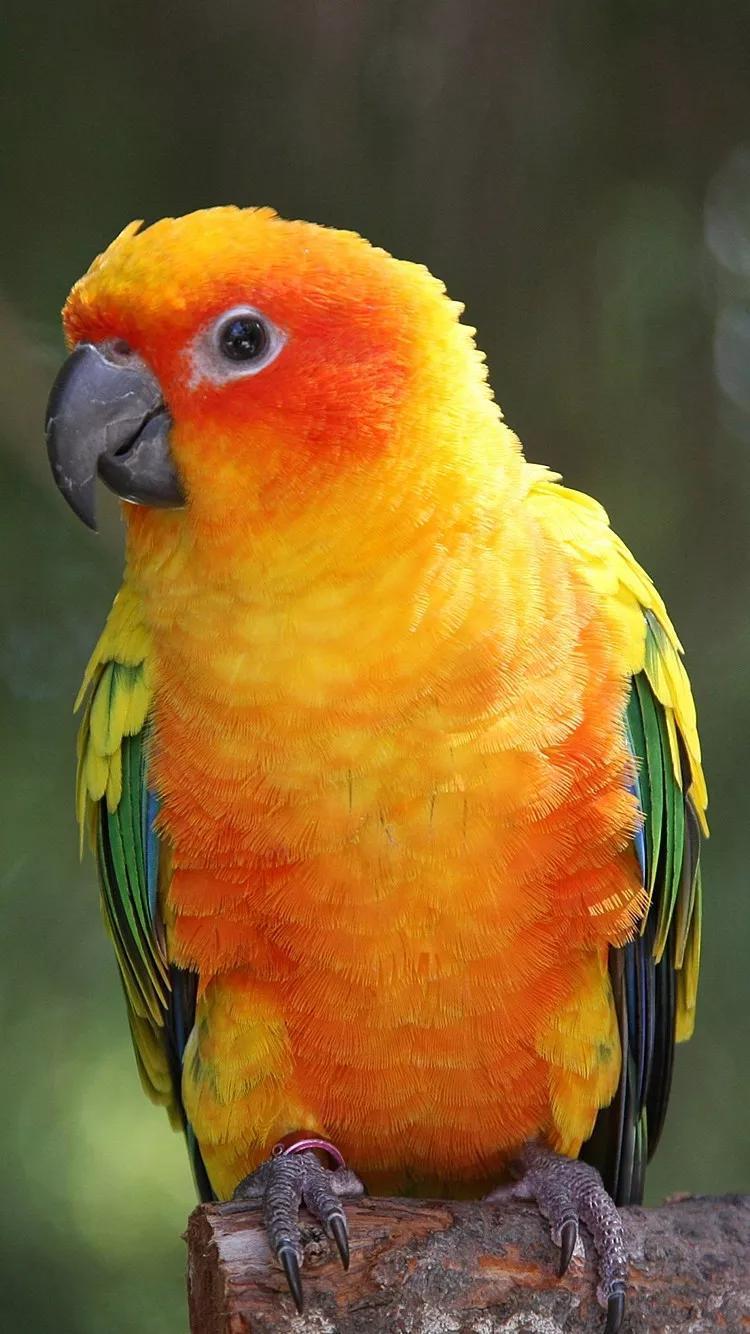 Ttlocal Animal