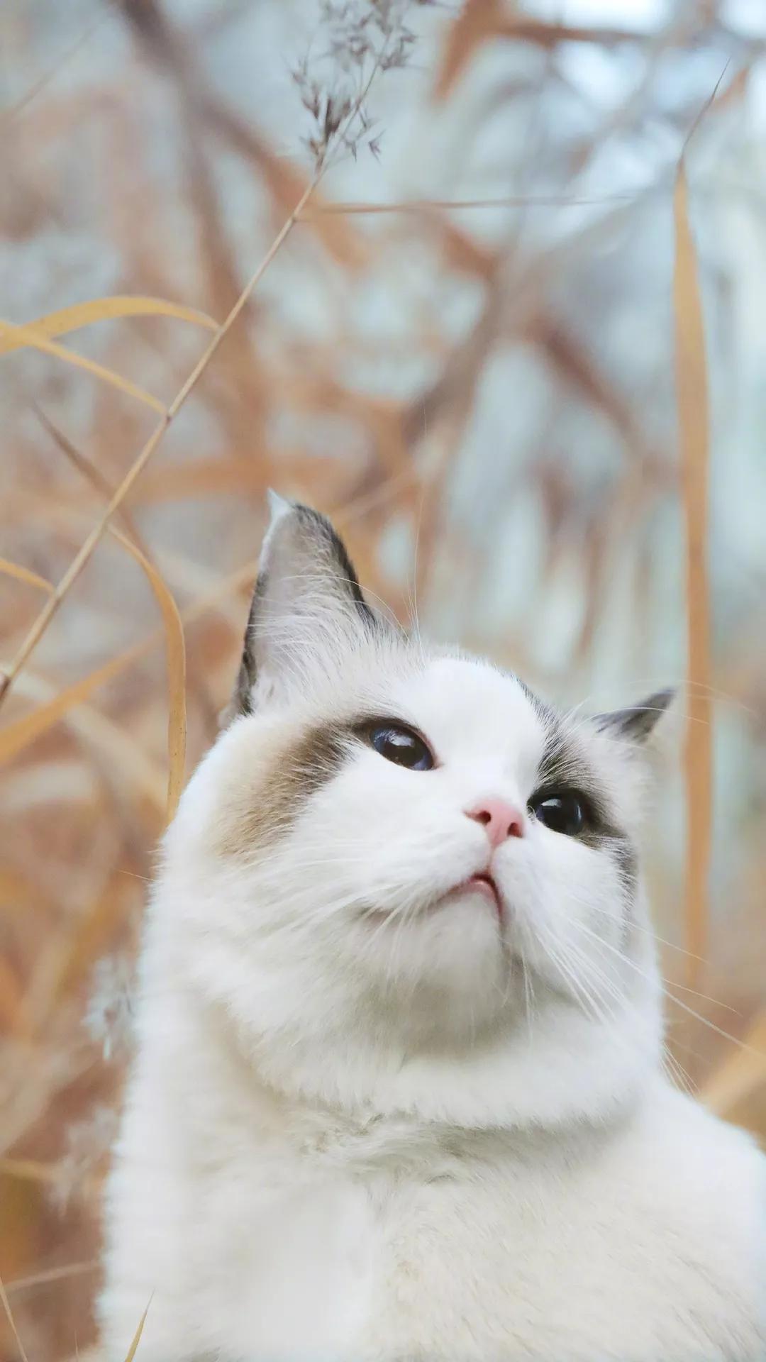 Ttlocal Animal