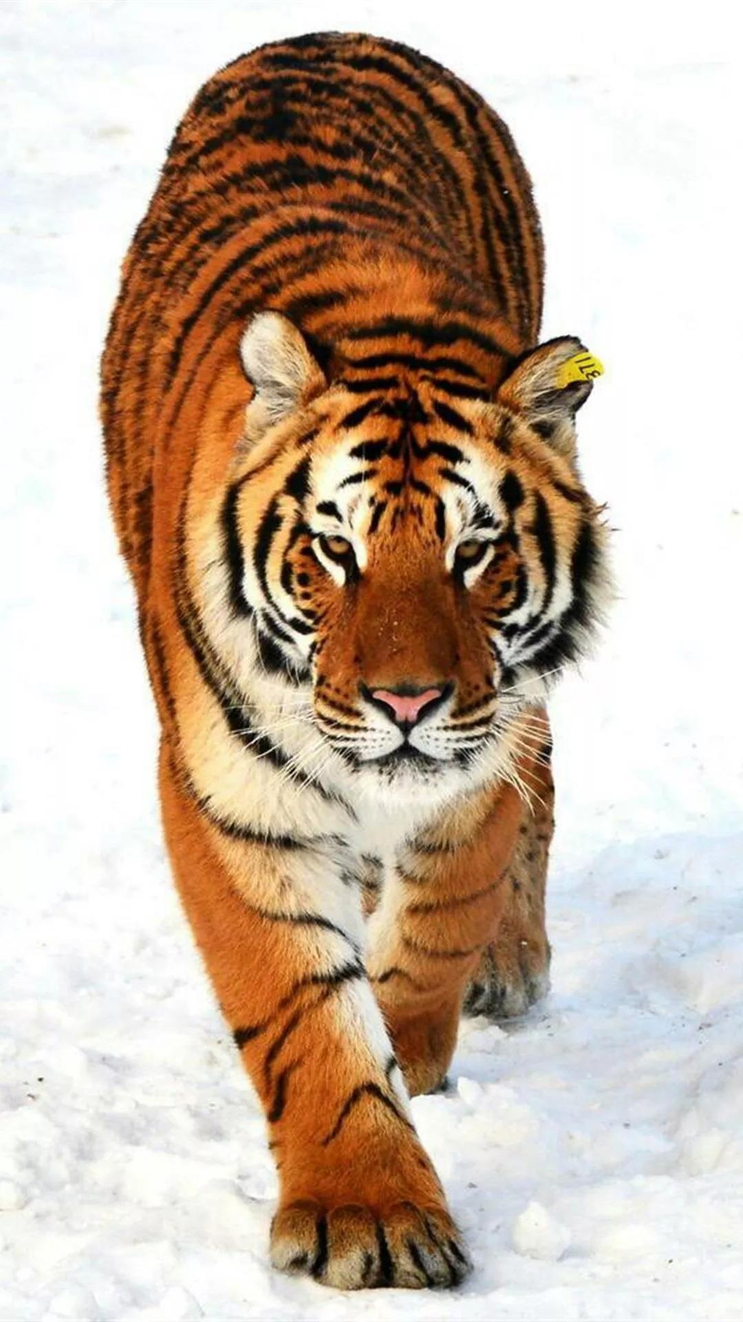 Ttlocal Animal