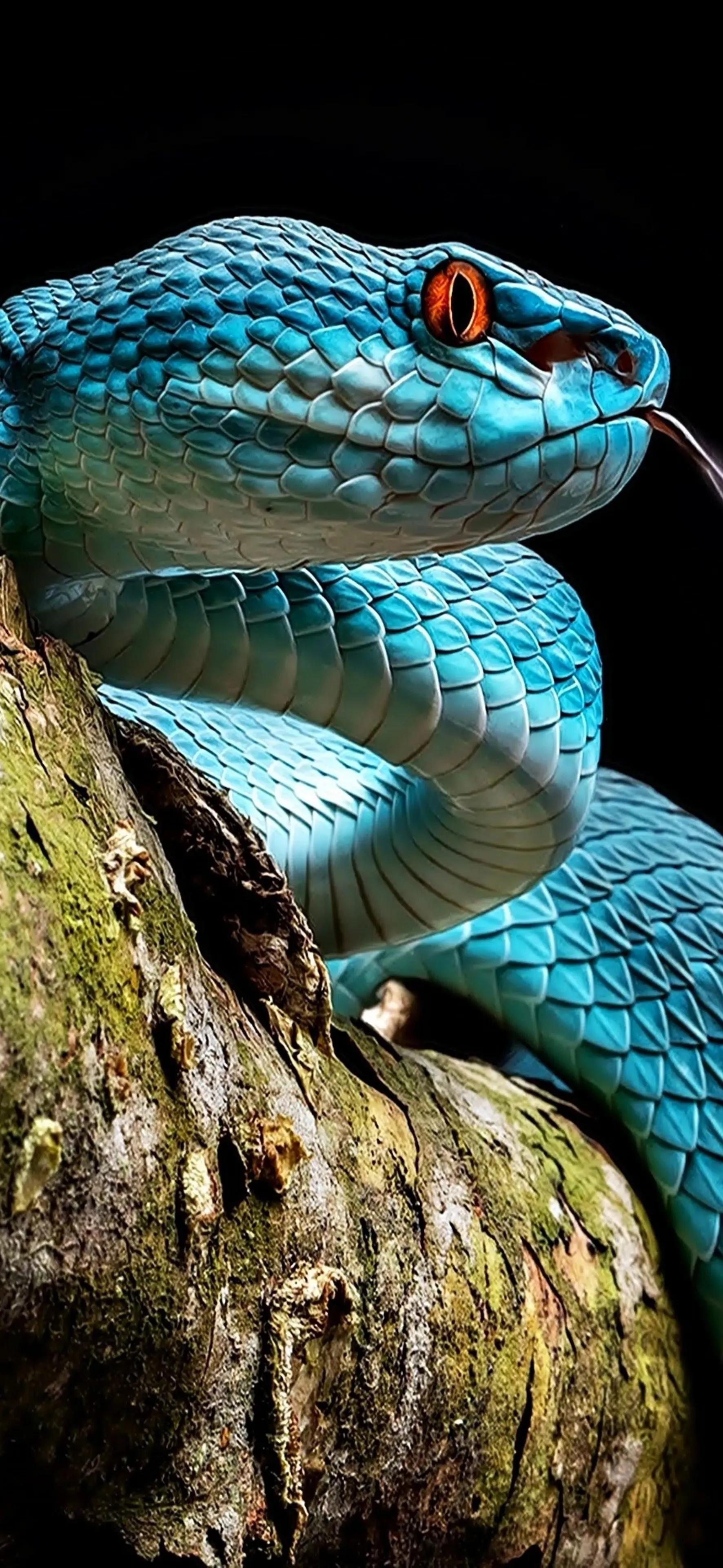 Ttlocal Animal