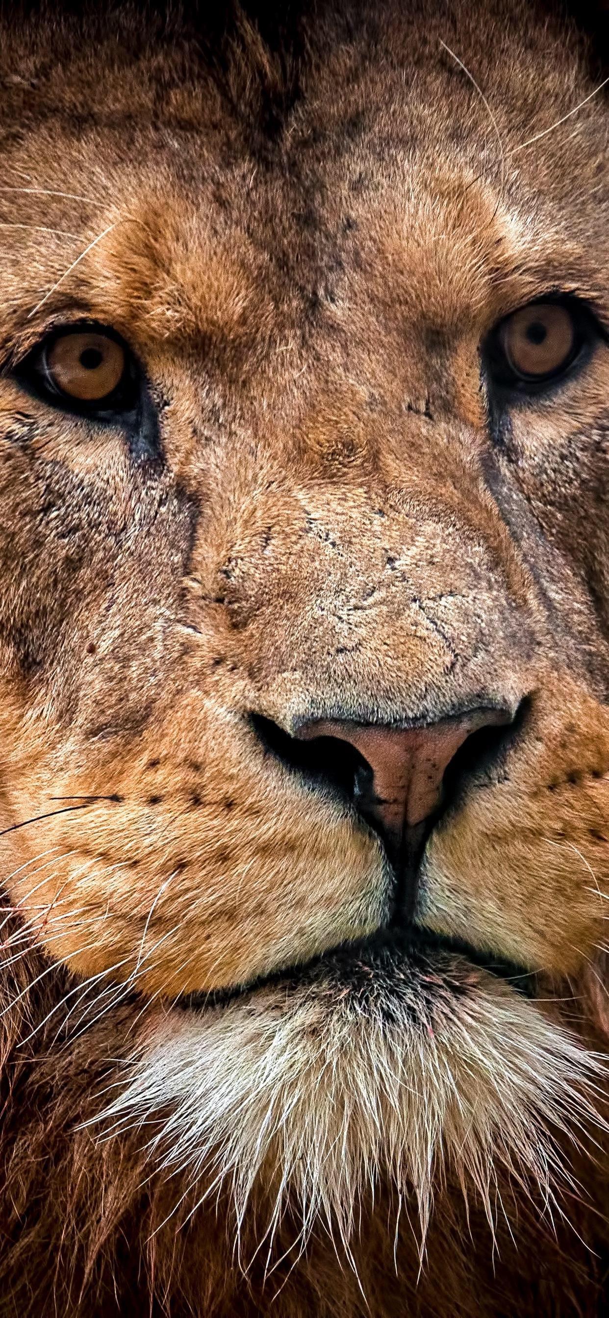 Ttlocal Animal